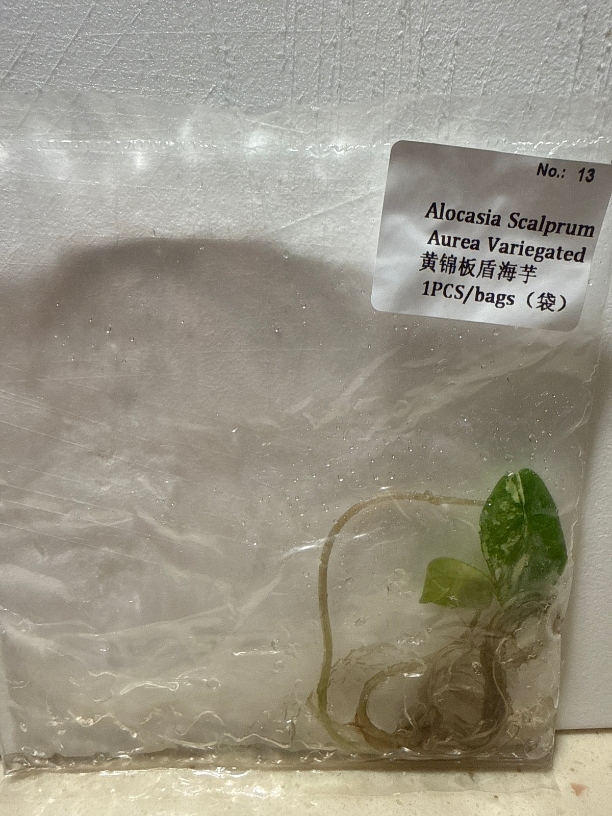 Alocasia Scalprum Aurea Variegated - Seller's Choice