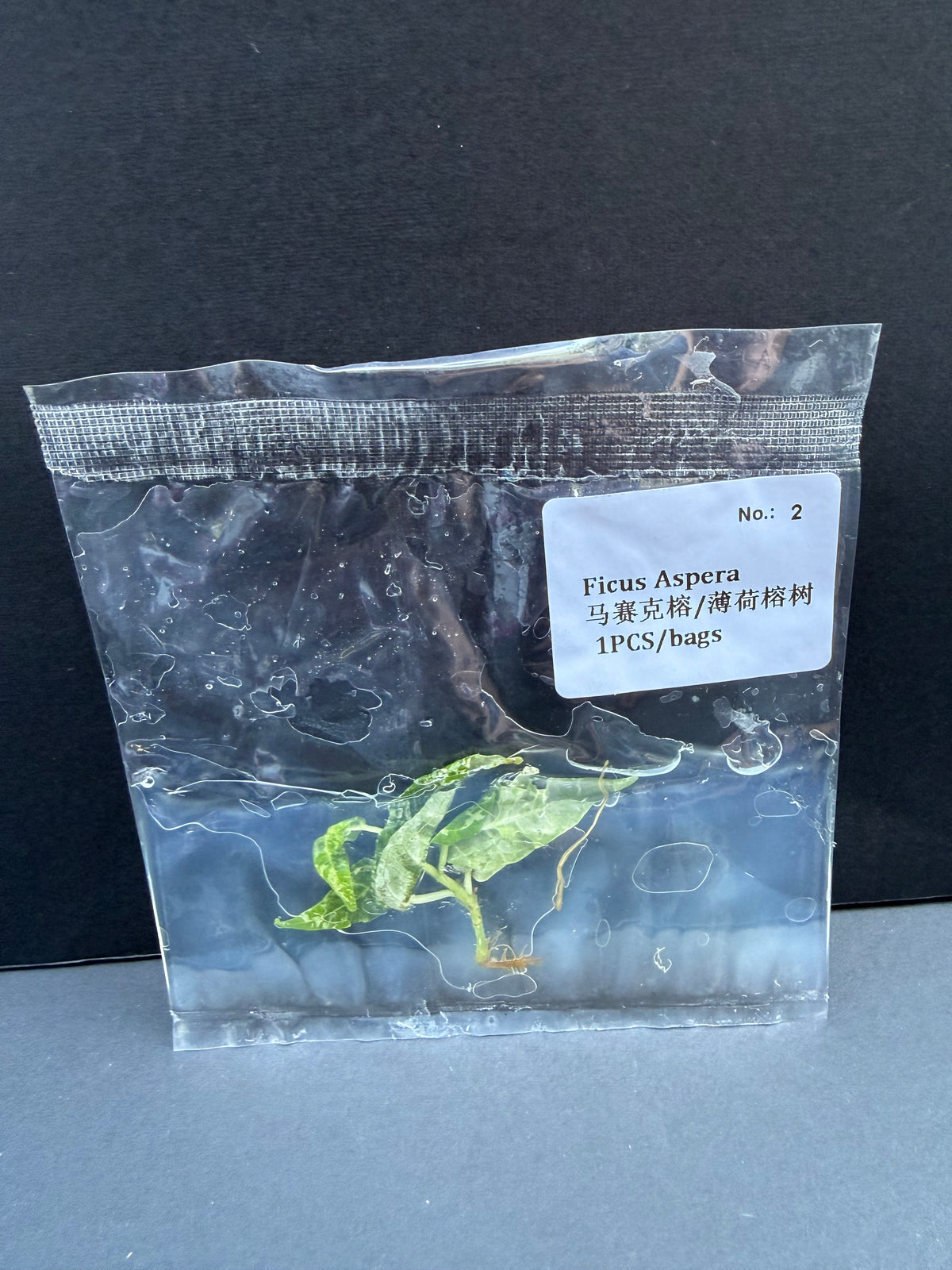 Ficus Aspera
