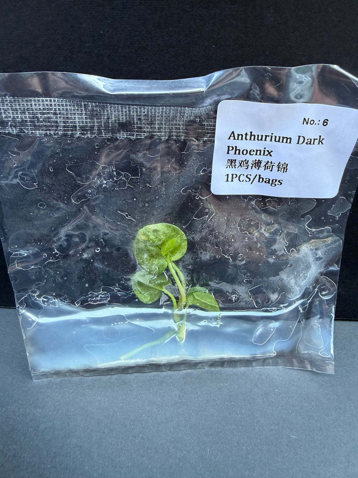 Anthurium Dark Phoenix Mint Variegated