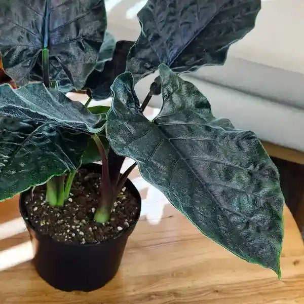 Alocasia Antoro Velvet Starter