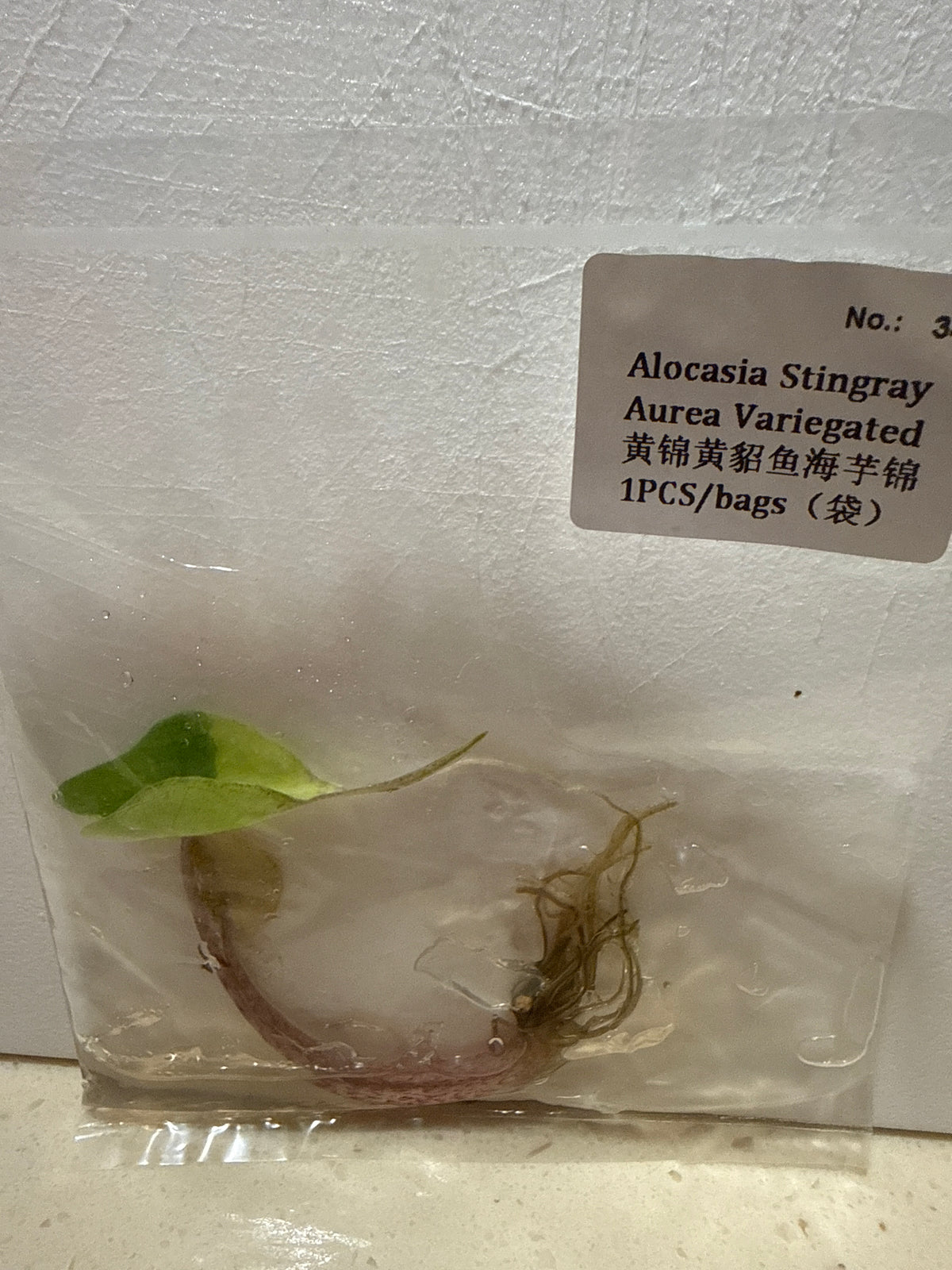 Alocasia Stingray Aurea Variegated - Seller's Choice