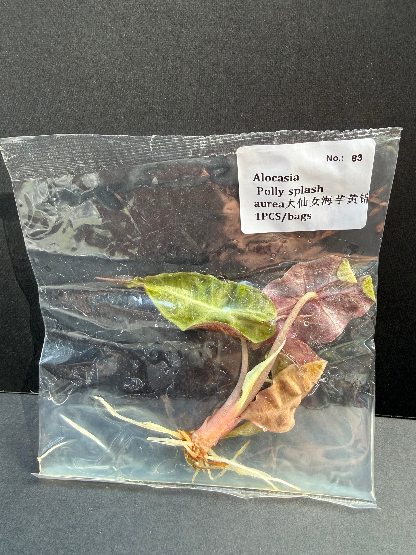 Alocasia Polly Splash Aurea Variegated