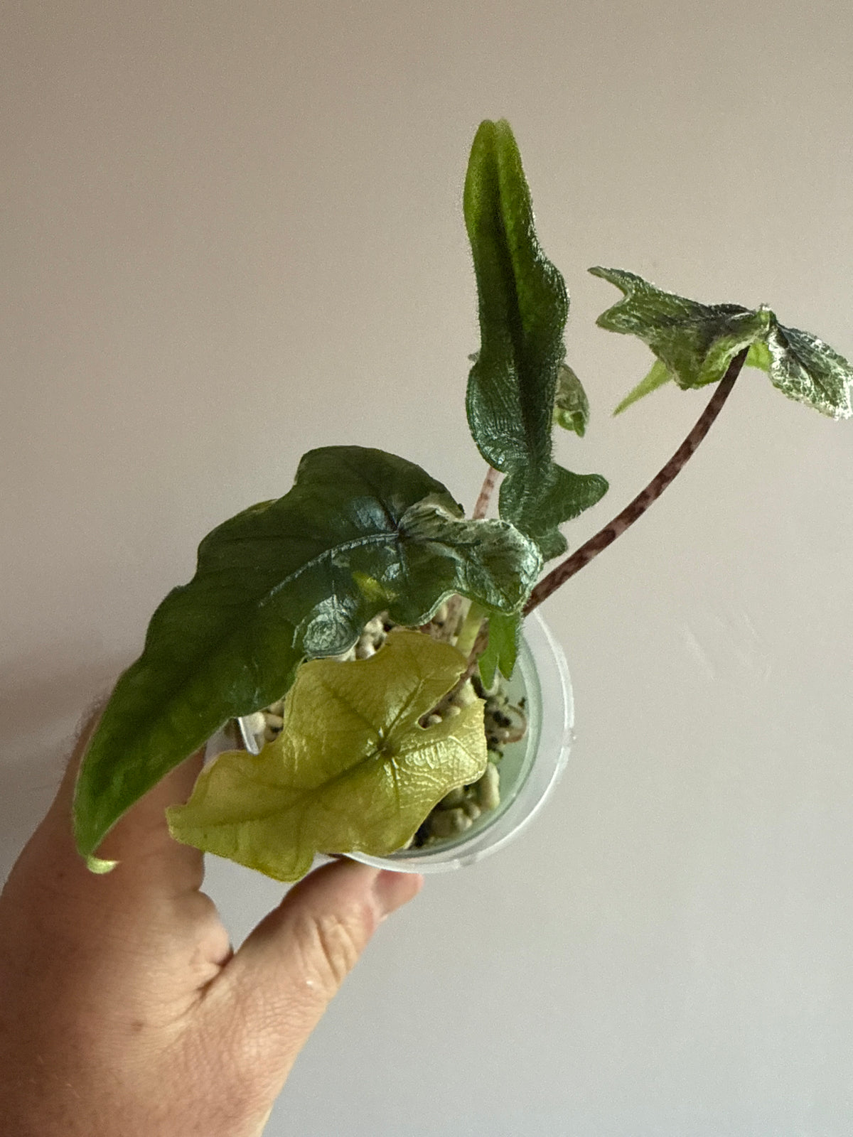 Alocasia Jacklyn Mint