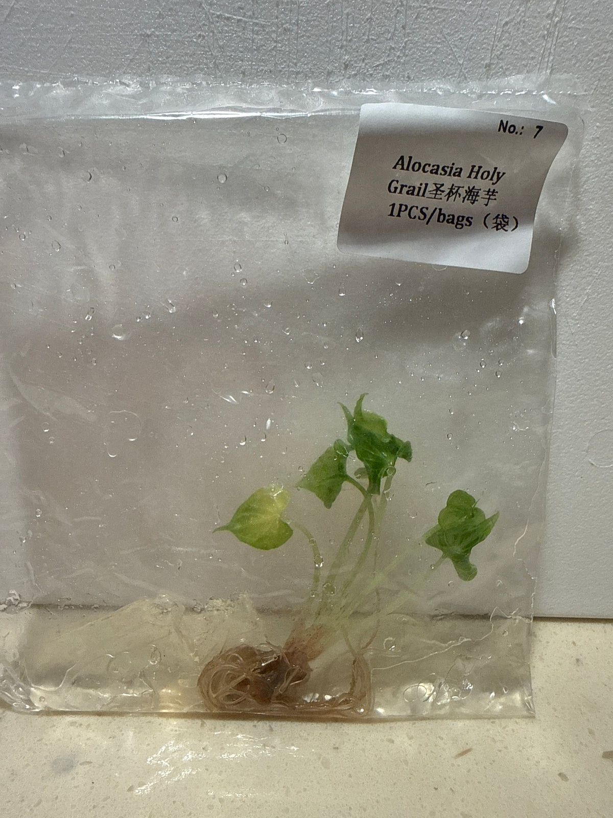 Alocasia Holy Grail