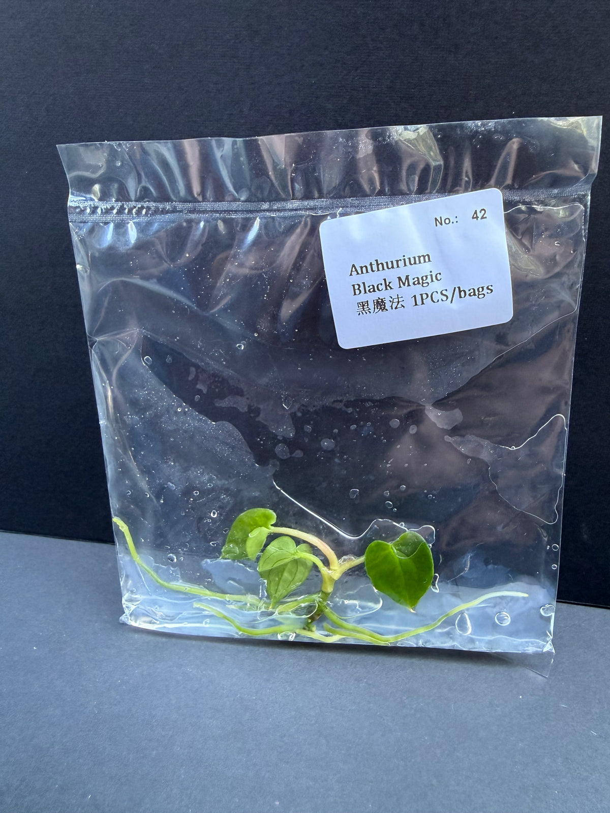 Anthurium Black Magic