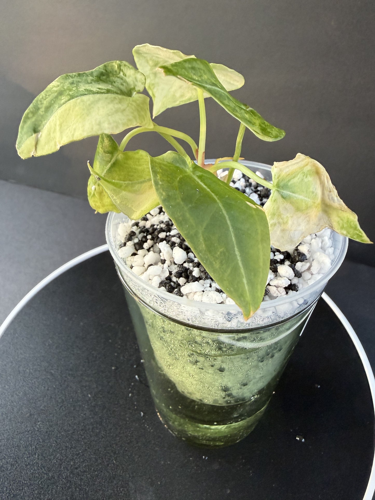 Anthurium Forgetii Variegated