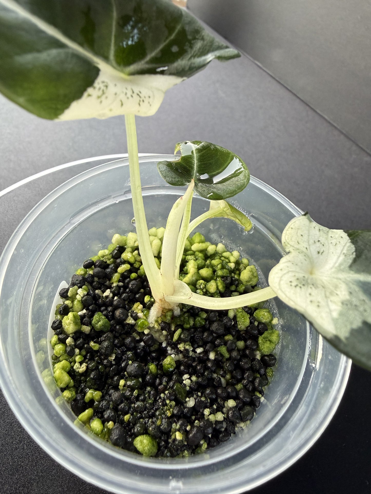 Alocasia Melo Albo #2