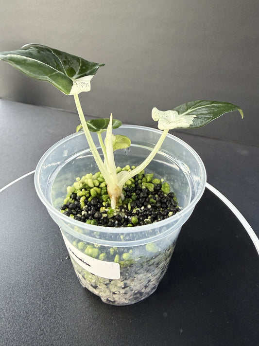 Alocasia Metallic Blue Albo