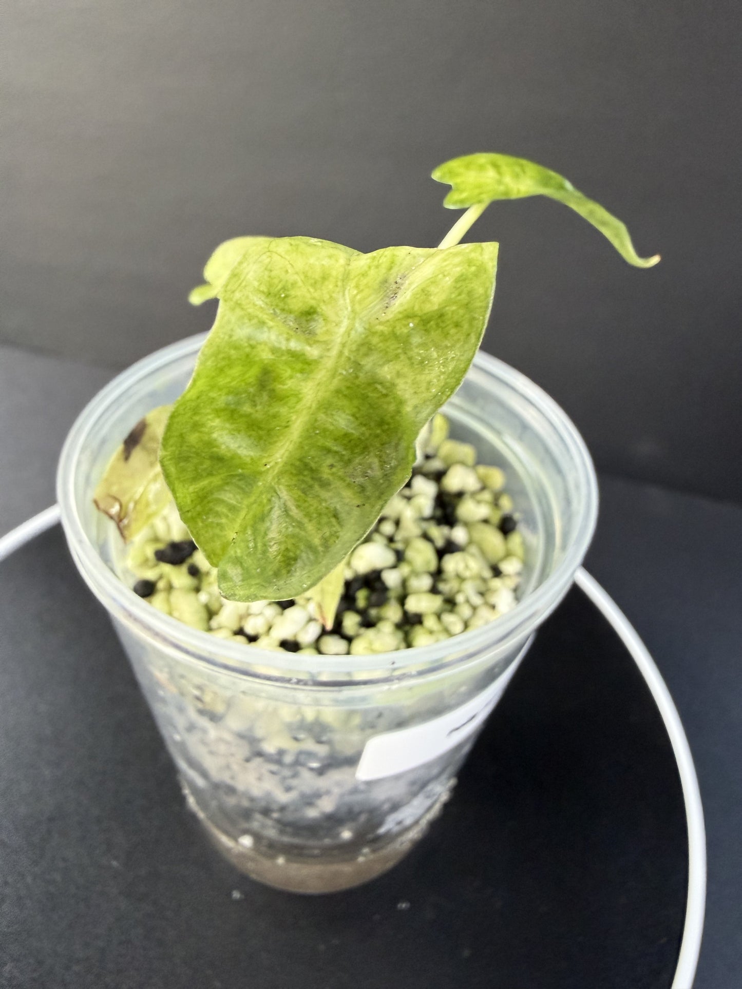 Alocasia Polly Aurea