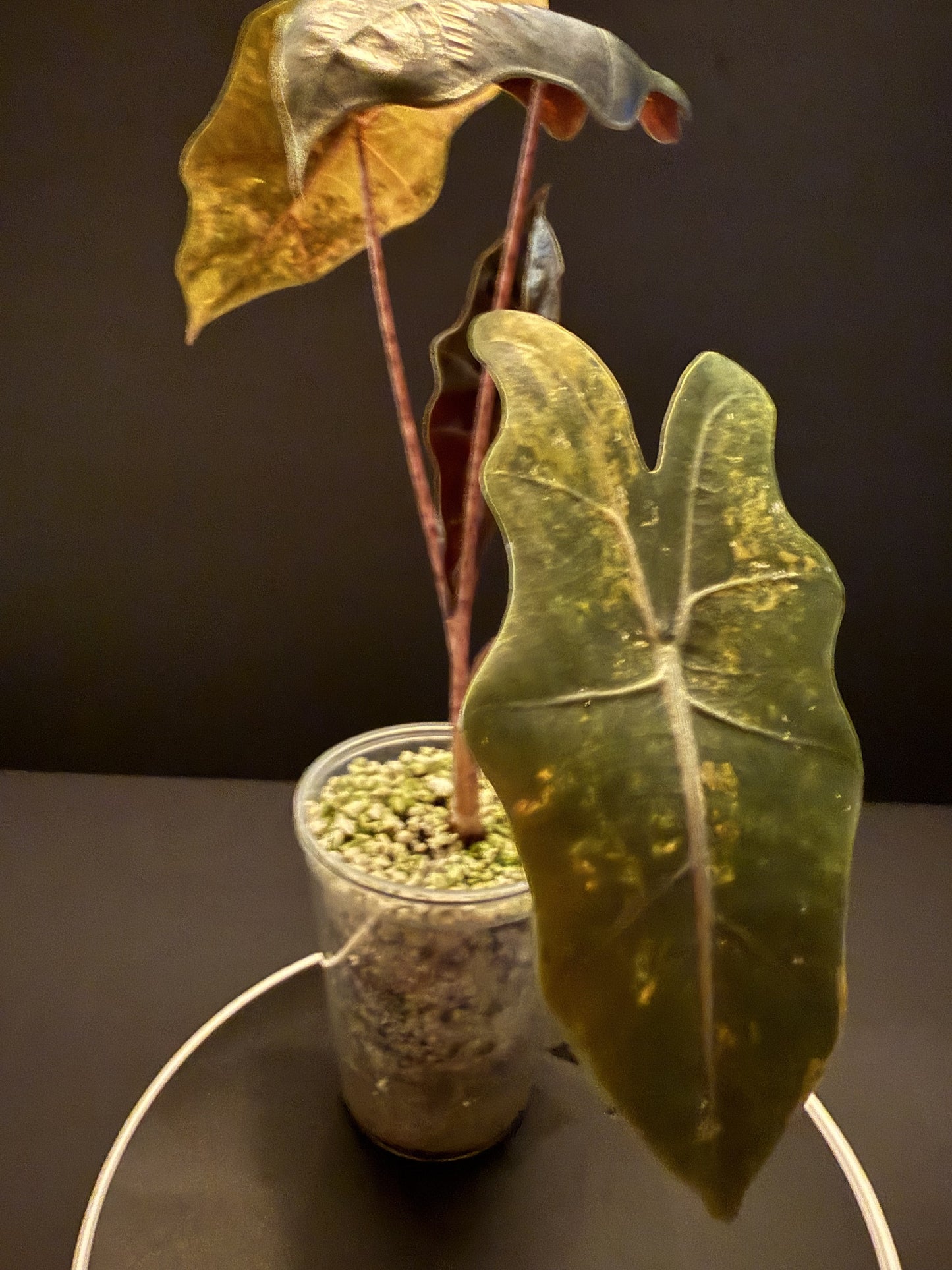 Alocasia Pseudo Sanderiana Aurea