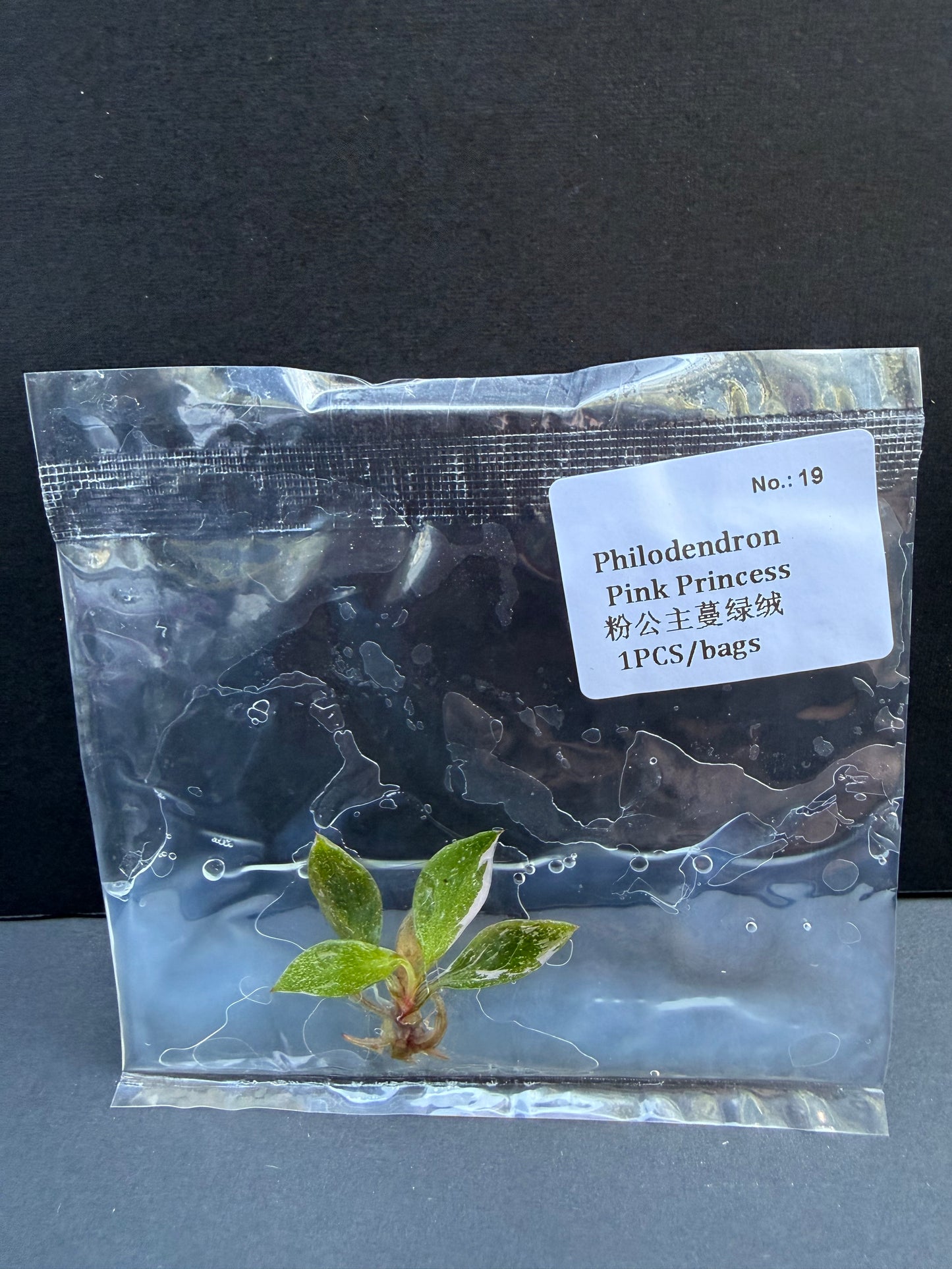Philodendron Pink Princess