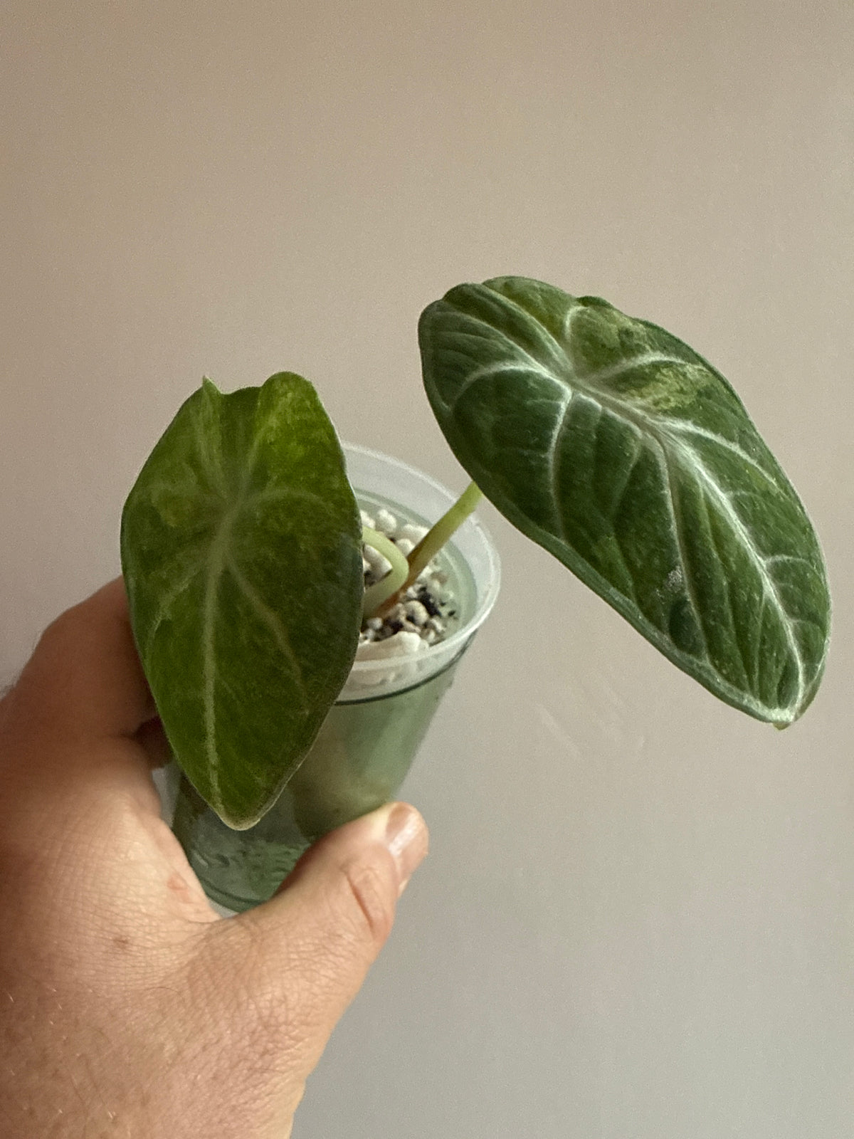 Alocasia Ninja Mint