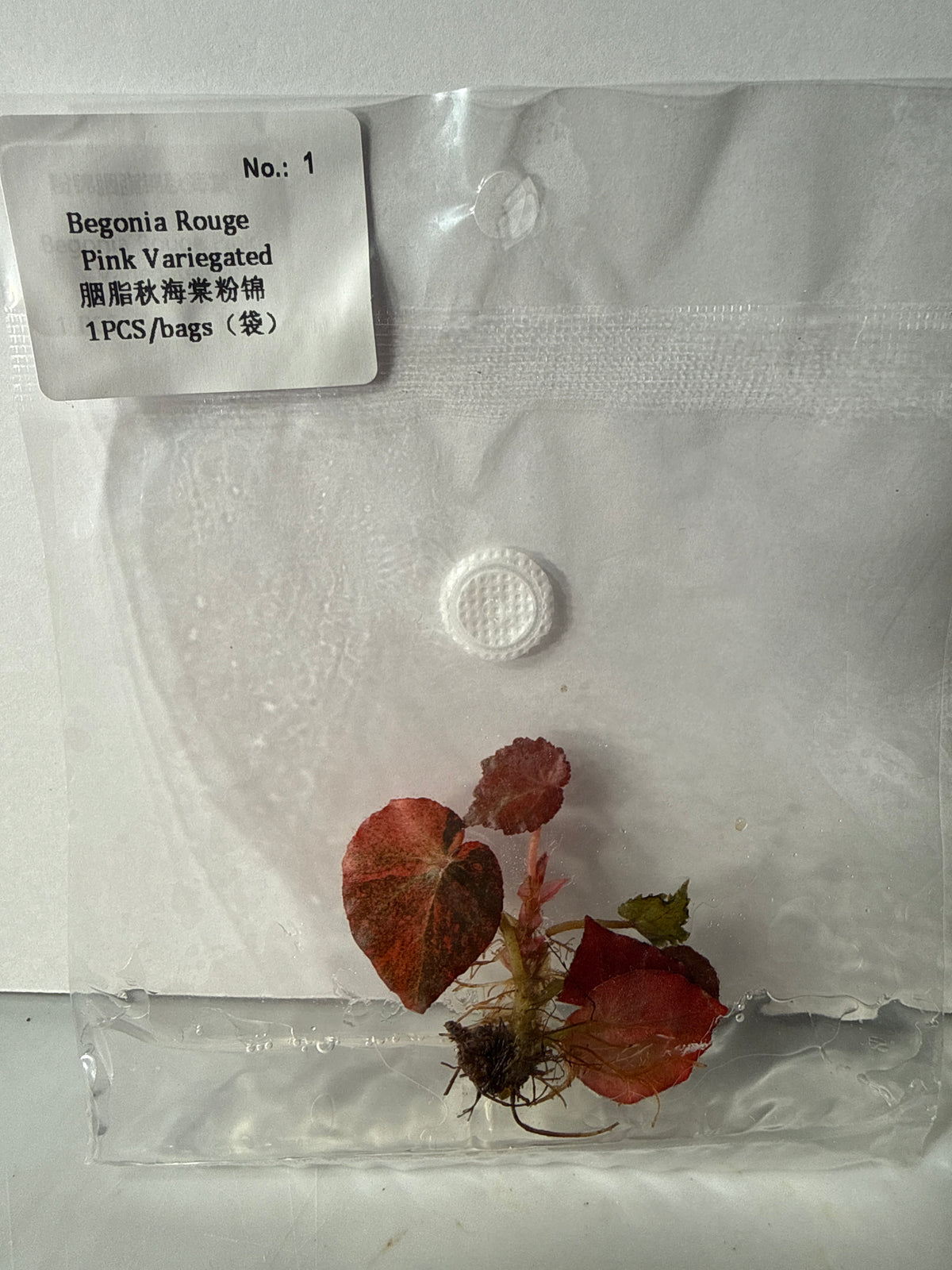 Begonia Rouge Pink Variegated