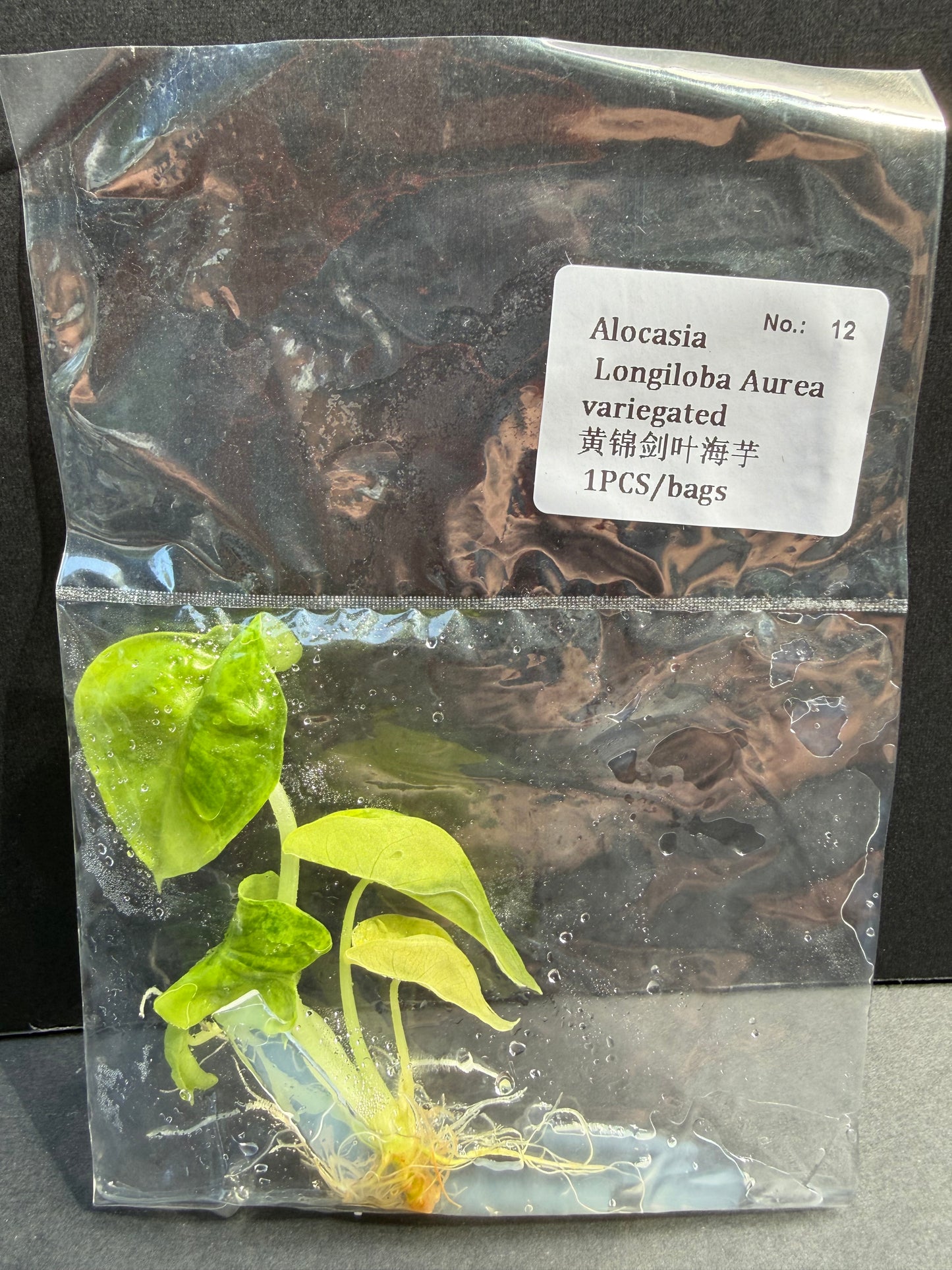 Alocasia Longiloba Aurea Variegated