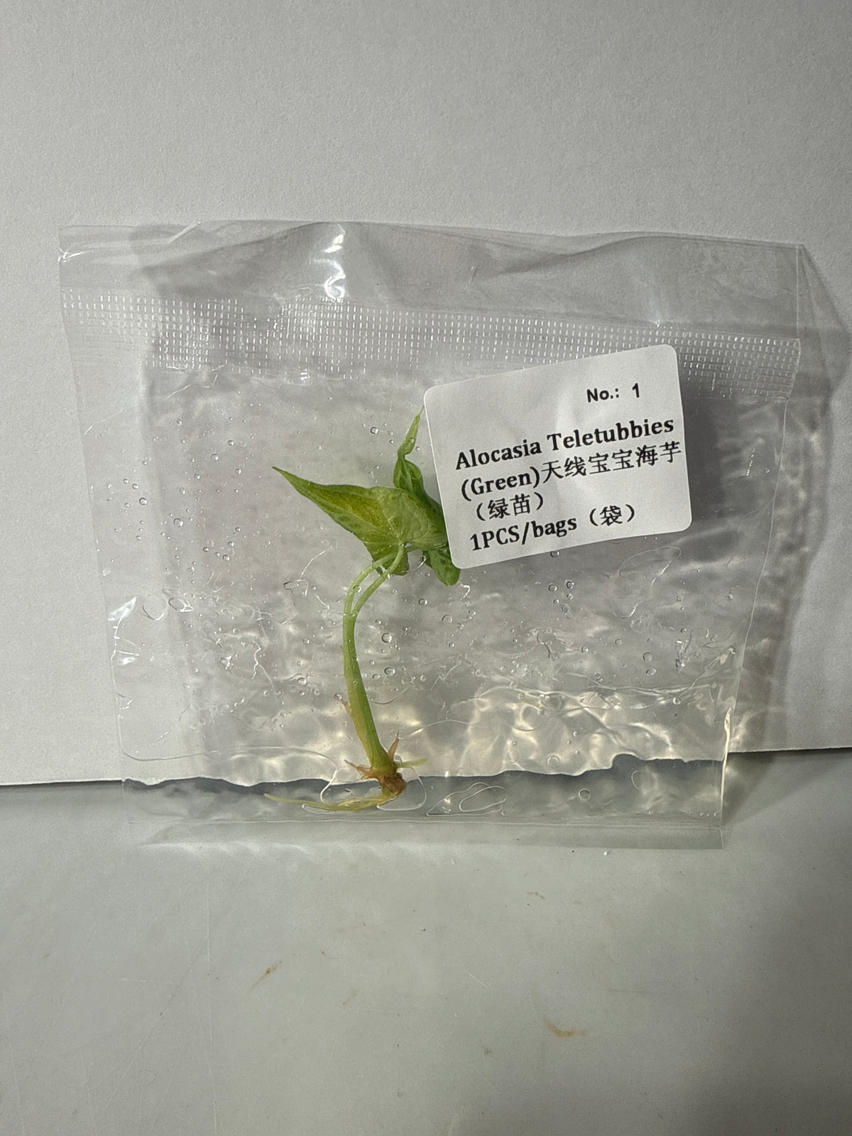 Alocasia Teletubbies (Green) - Seller's Choice