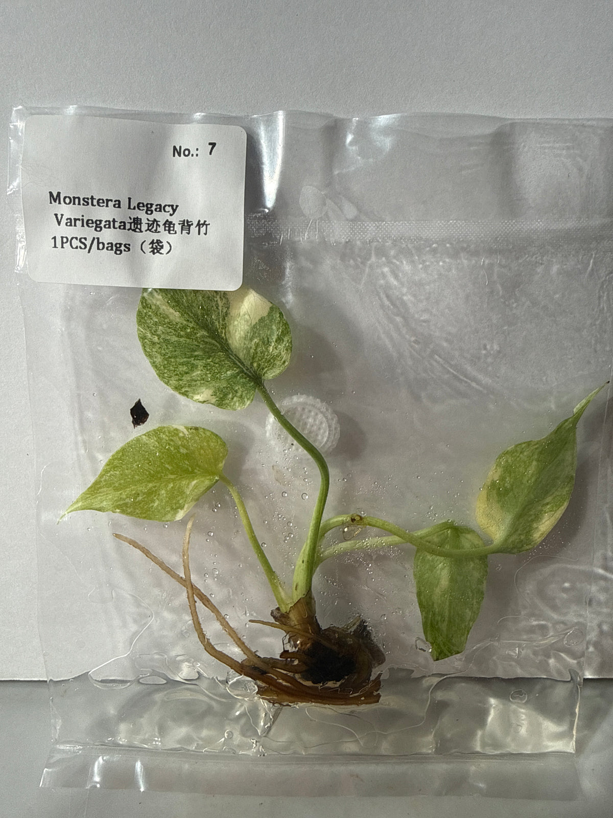 Monstera Legacy Variegata - Seller's Choice