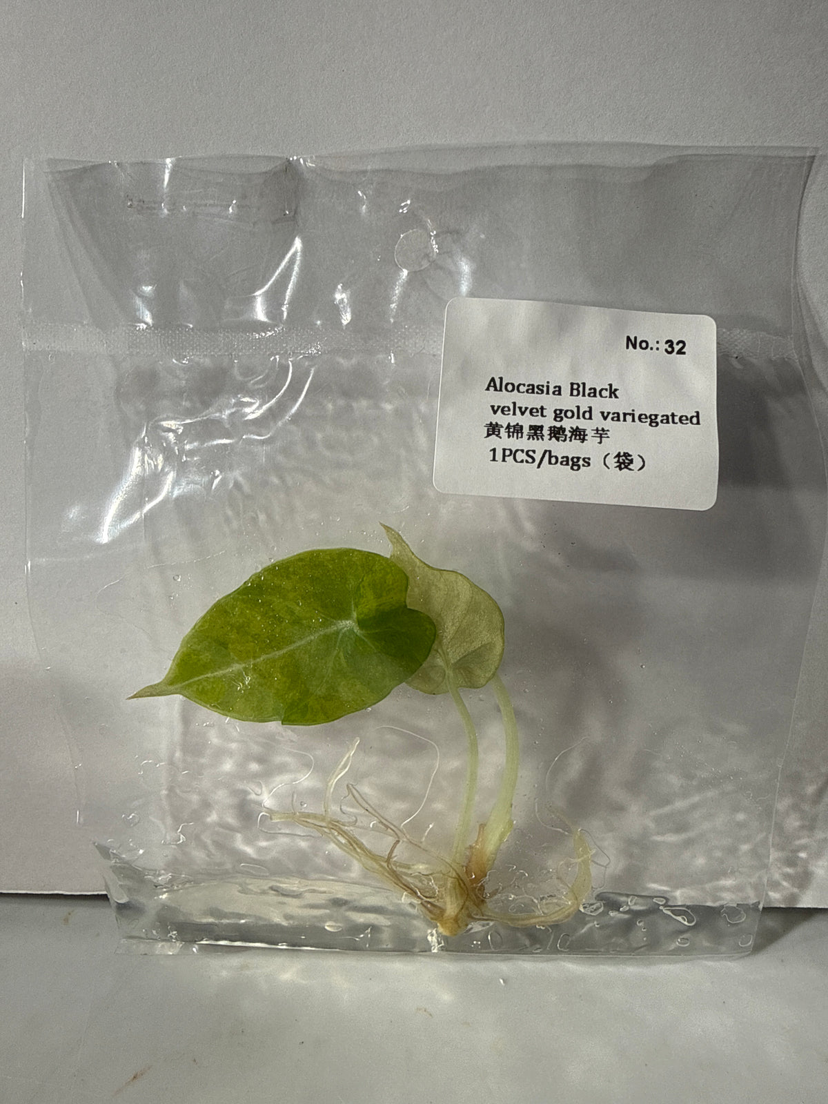 Alocasia Black Velvet Gold Variegated - Seller's Choice