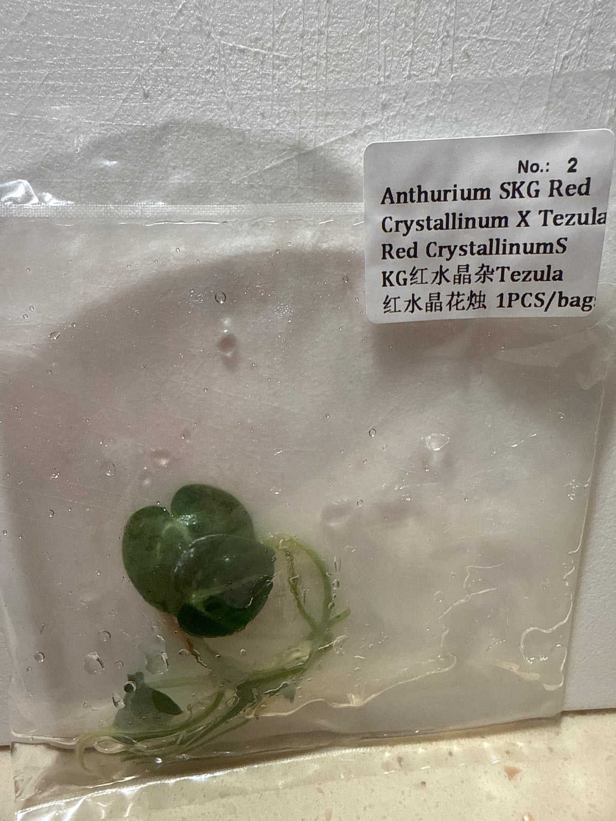 Anthurium SKG Red Crystallinum x Tezula Red