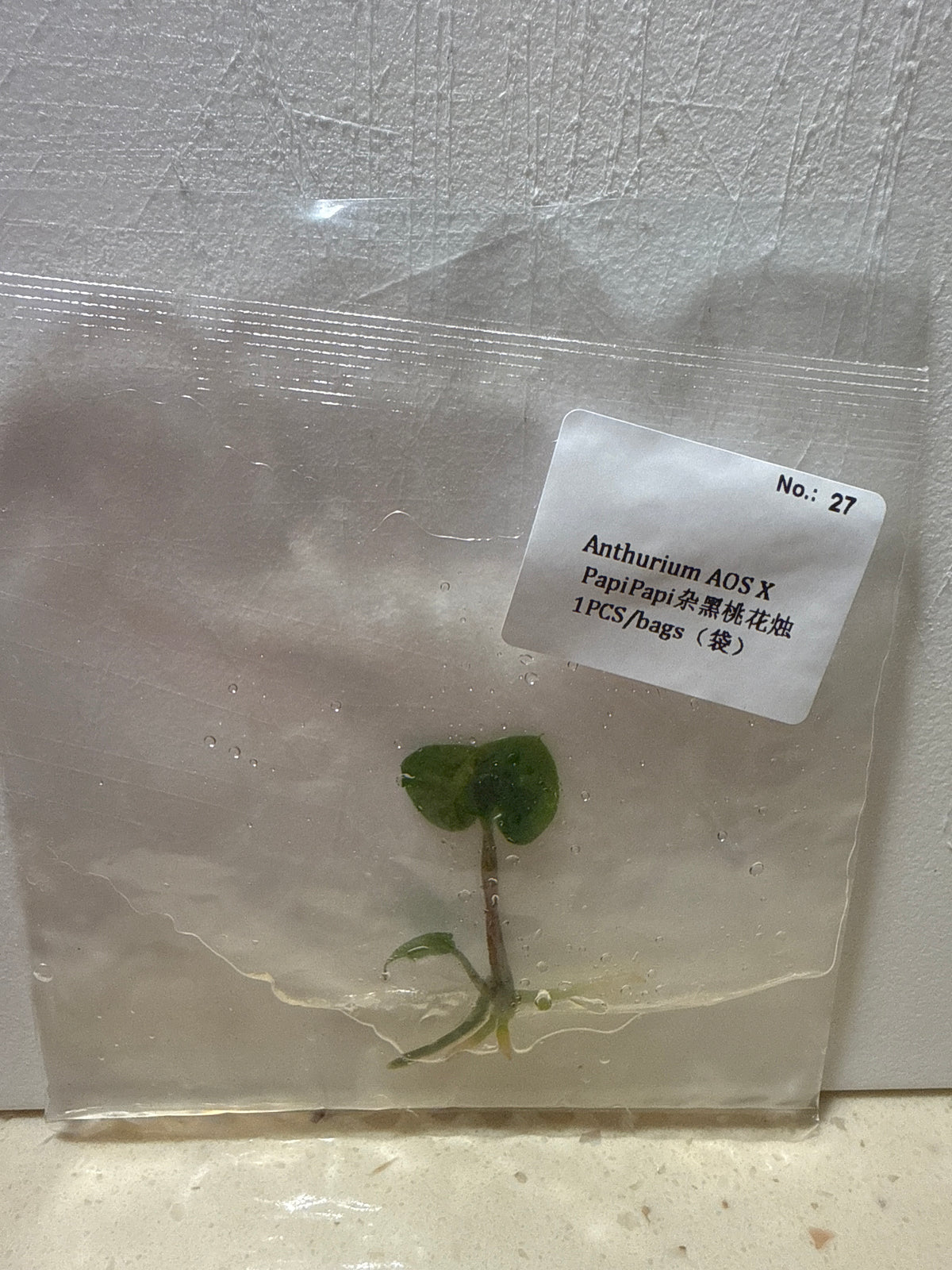 Anthurium AOS x PapiPapi - Seller's Choice