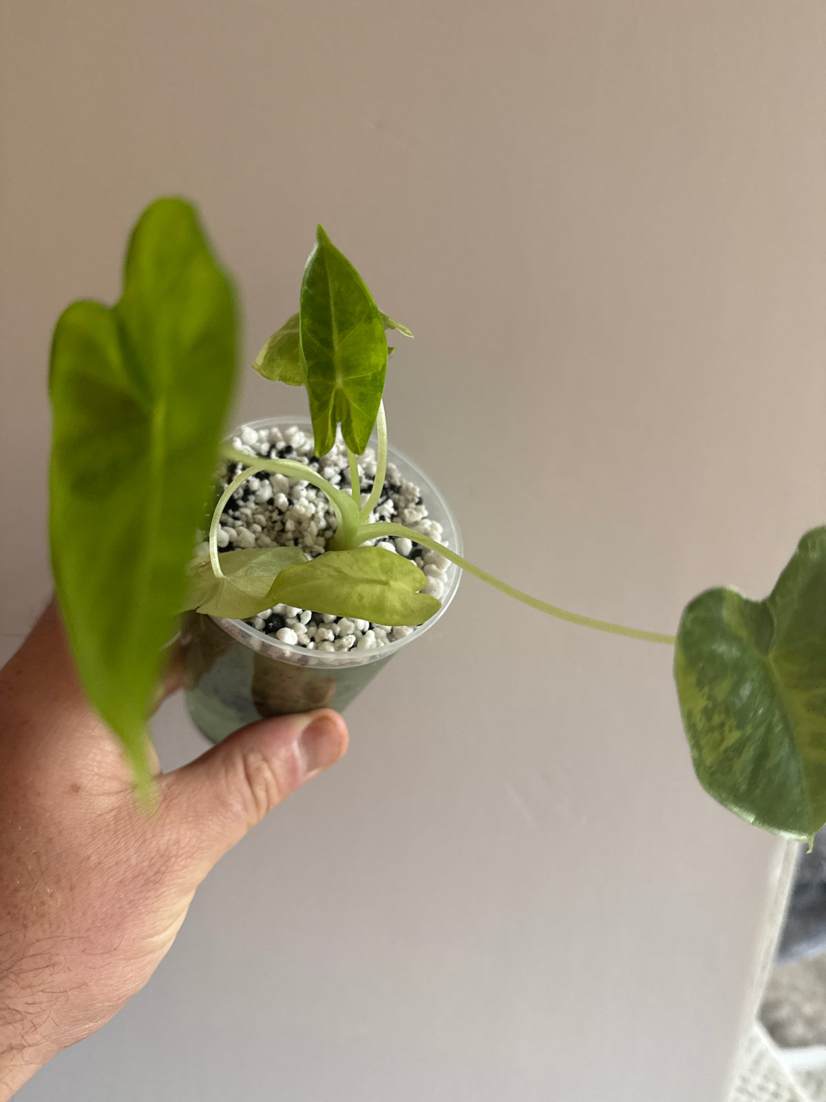 Alocasia Frydek Aurea