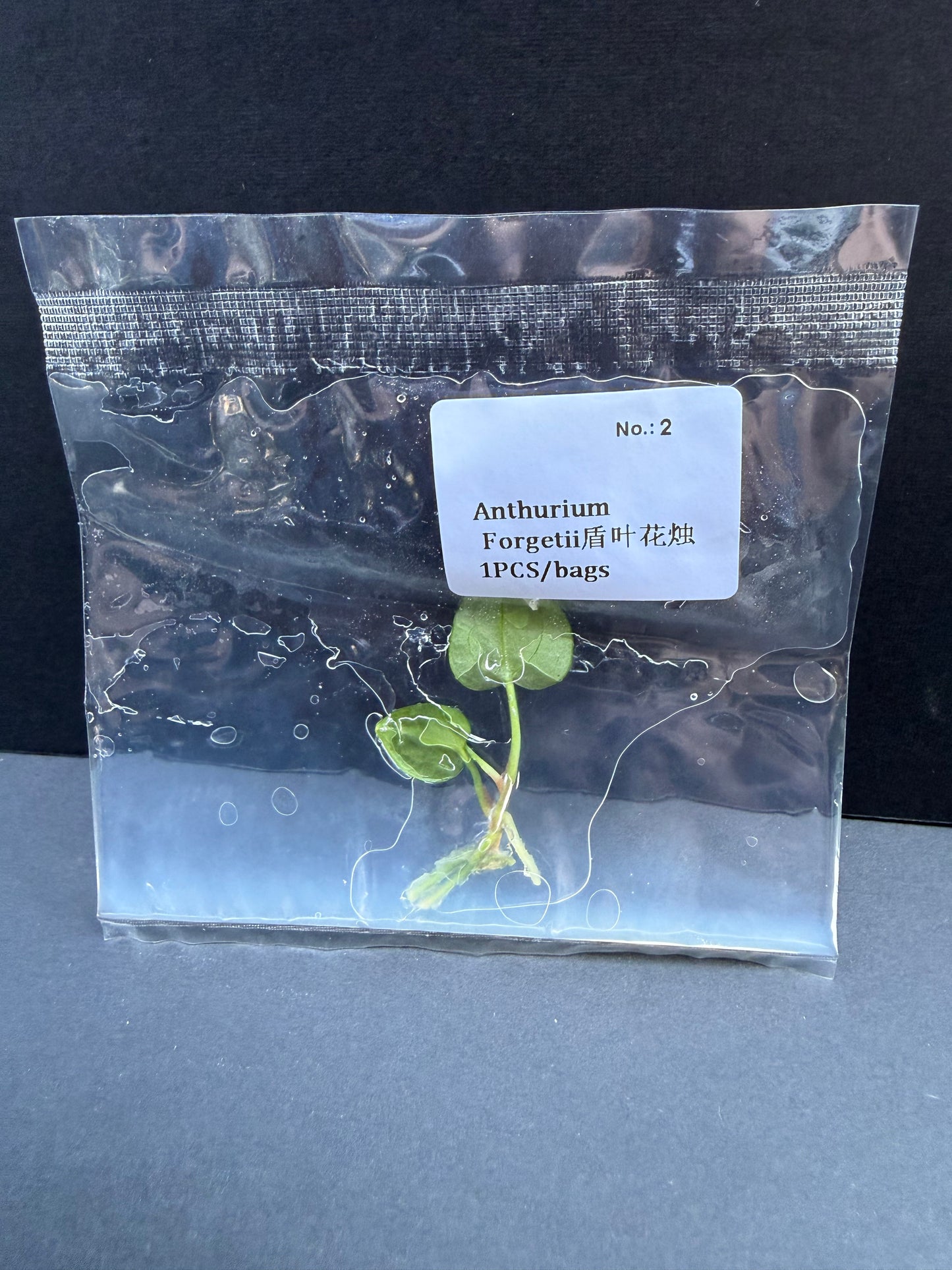 Anthurium Forgetii