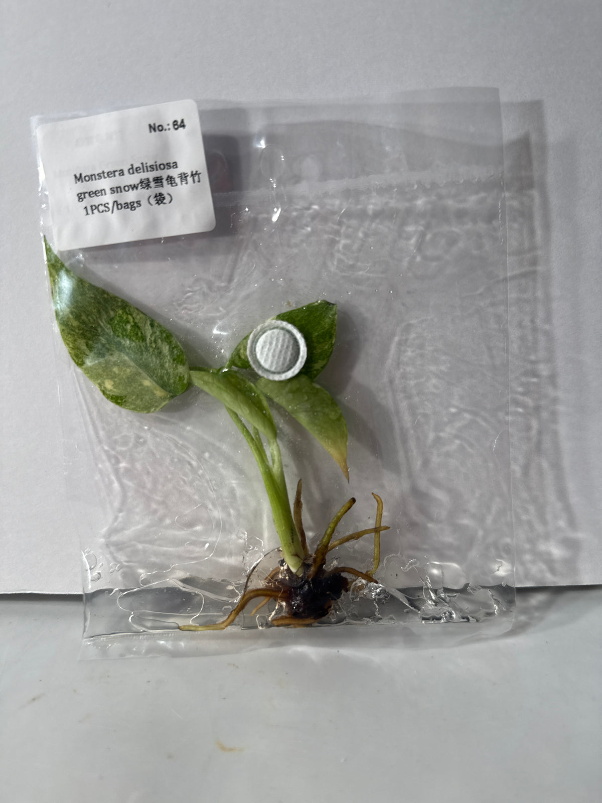 Monstera Deliciosa Green Snow - Seller's Choice