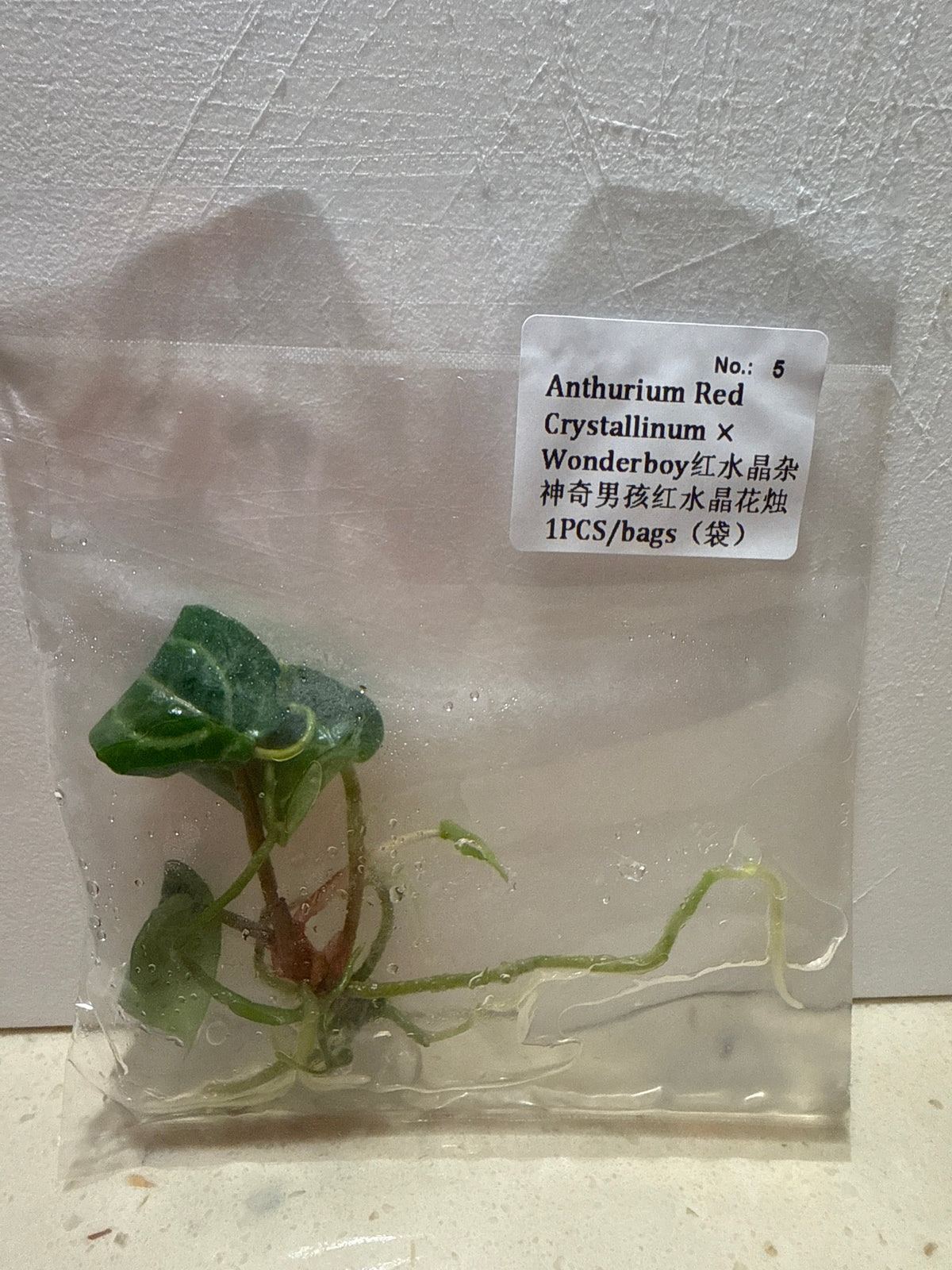 Anthurium Red Crystallinum x Wonderboy