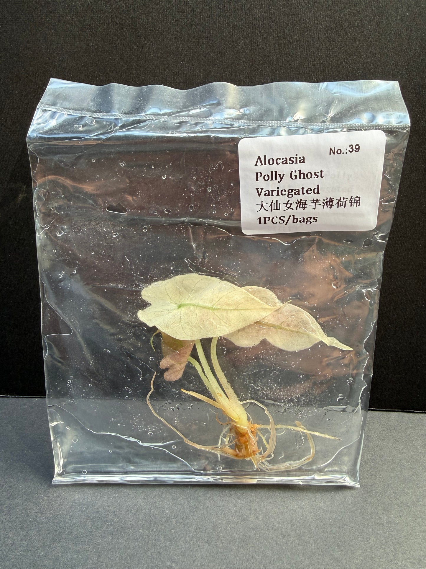 Alocasia Polly Ghost Variegated