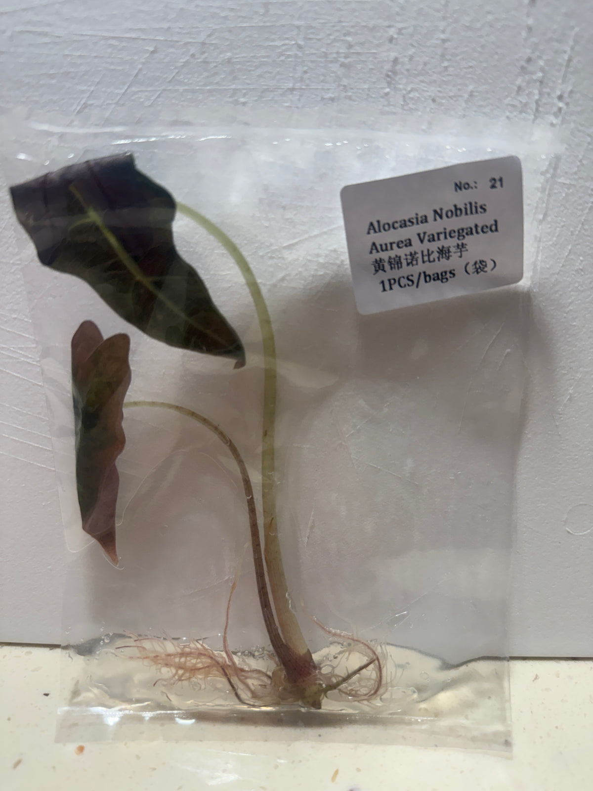 Alocasia Nobilis Aurea Variegated - Seller's Choice