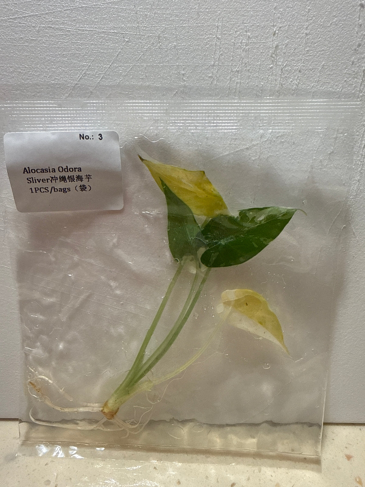 Alocasia Odora Silver - Seller's Choice