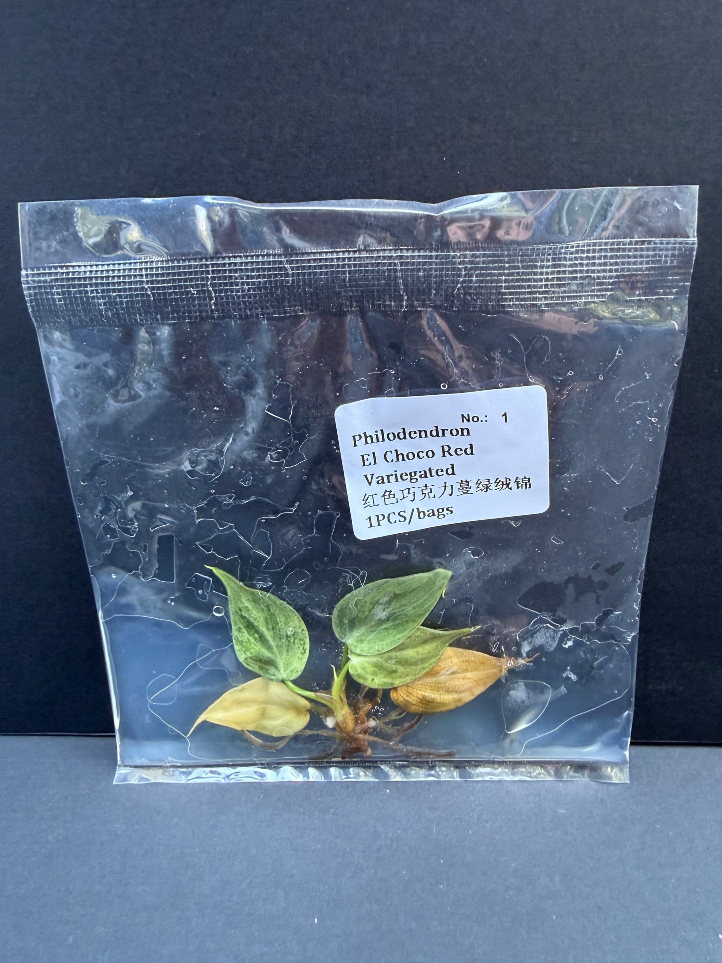 Philodendron El Choco Red Variegated