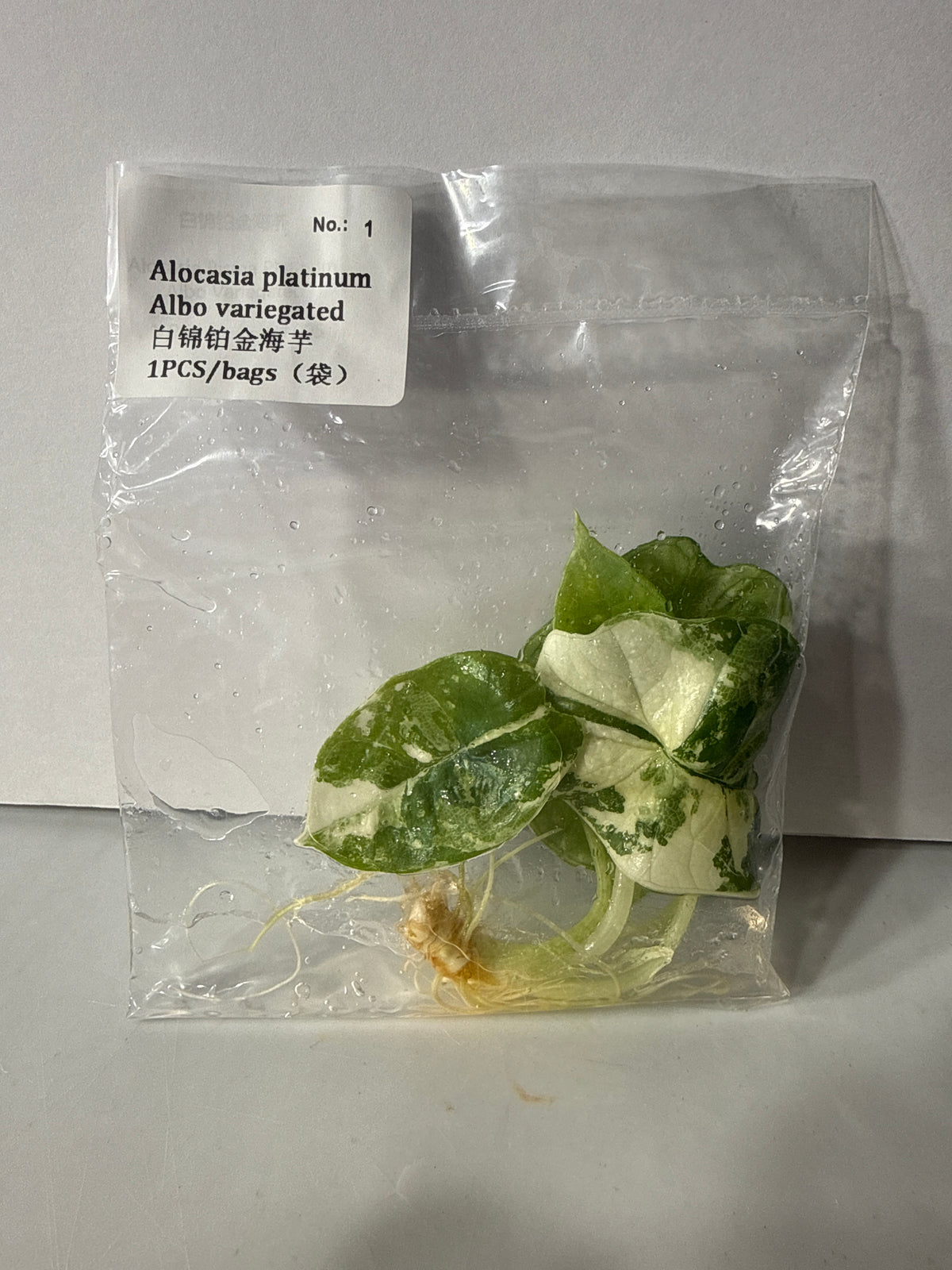 Alocasia Platinum Albo Variegated
