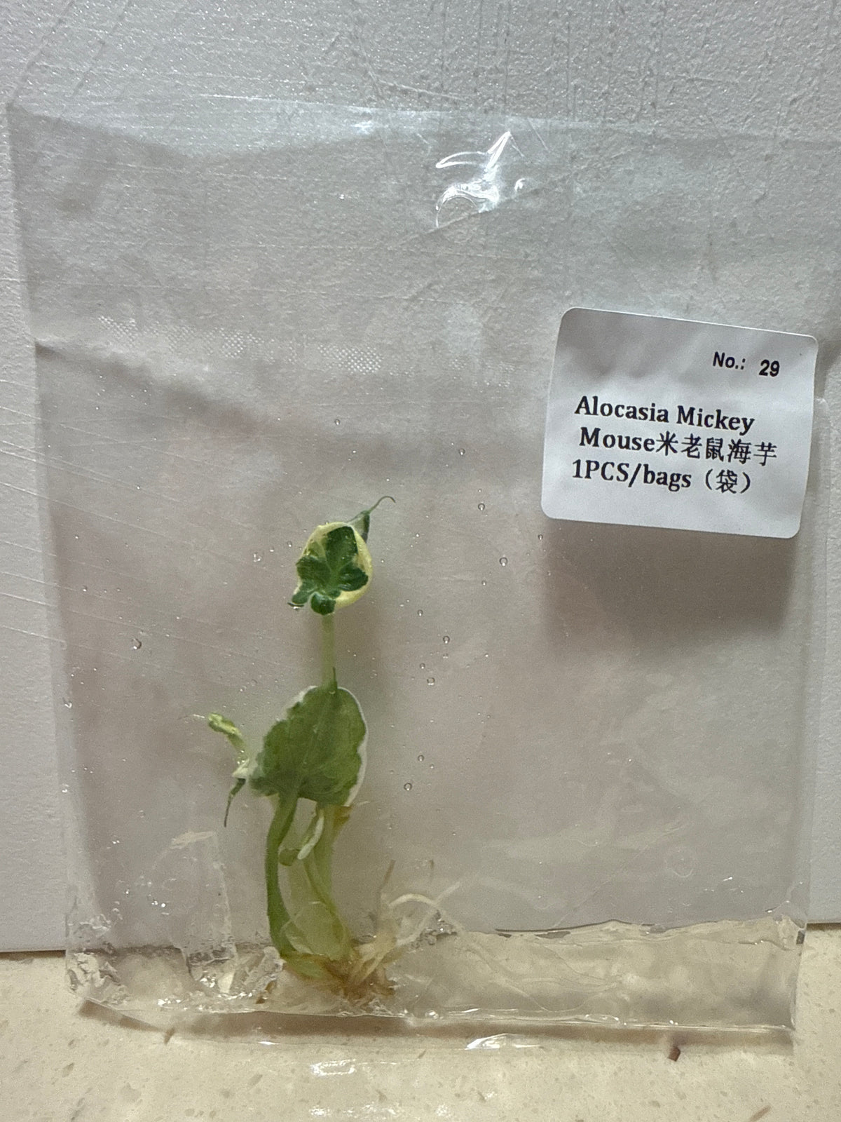 Alocasia Mickey Mouse - Seller's Choice