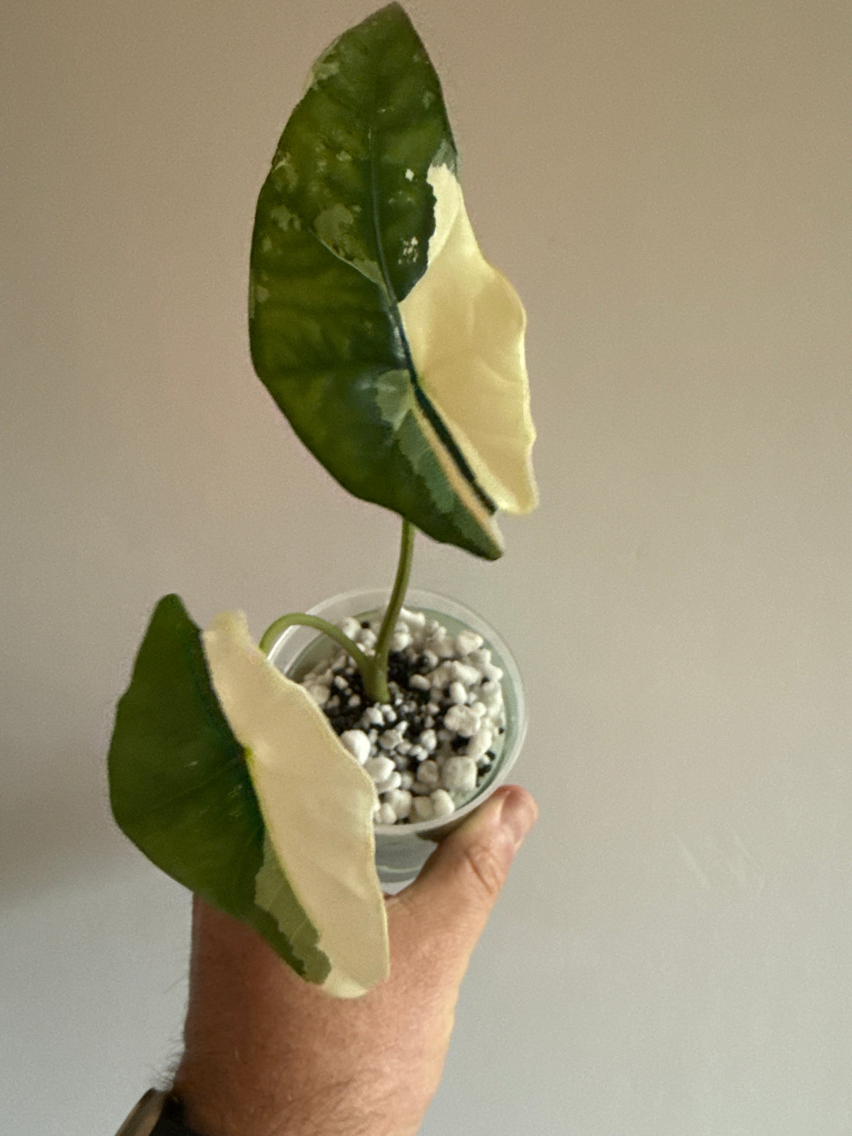 Alocasia Simpo Albo