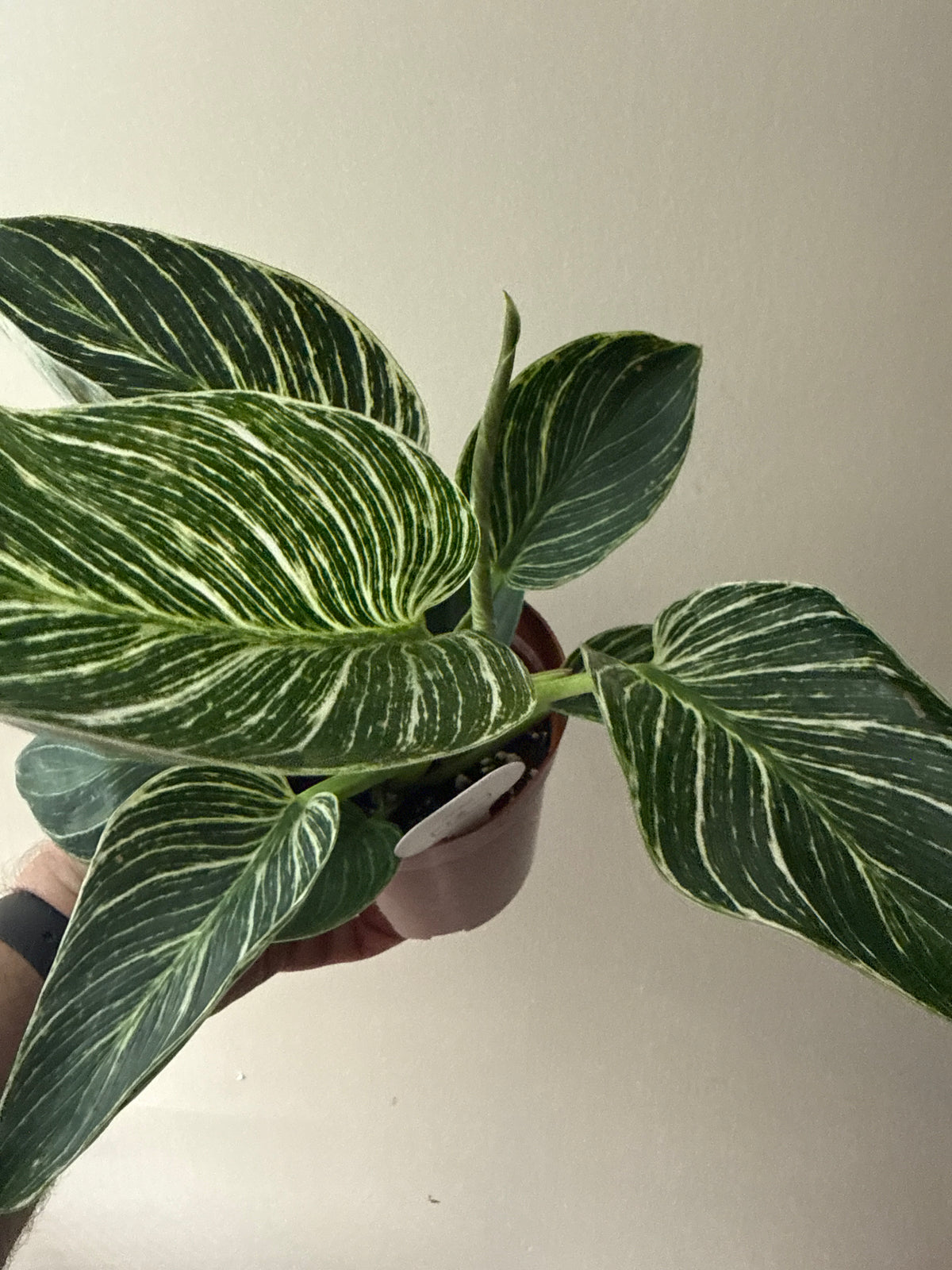 Philodendron Birkin
