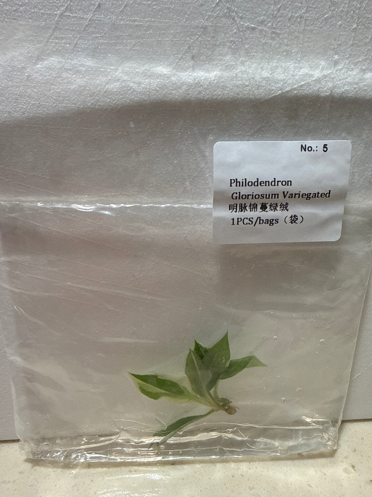 Philodendron Gloriosum Variegated