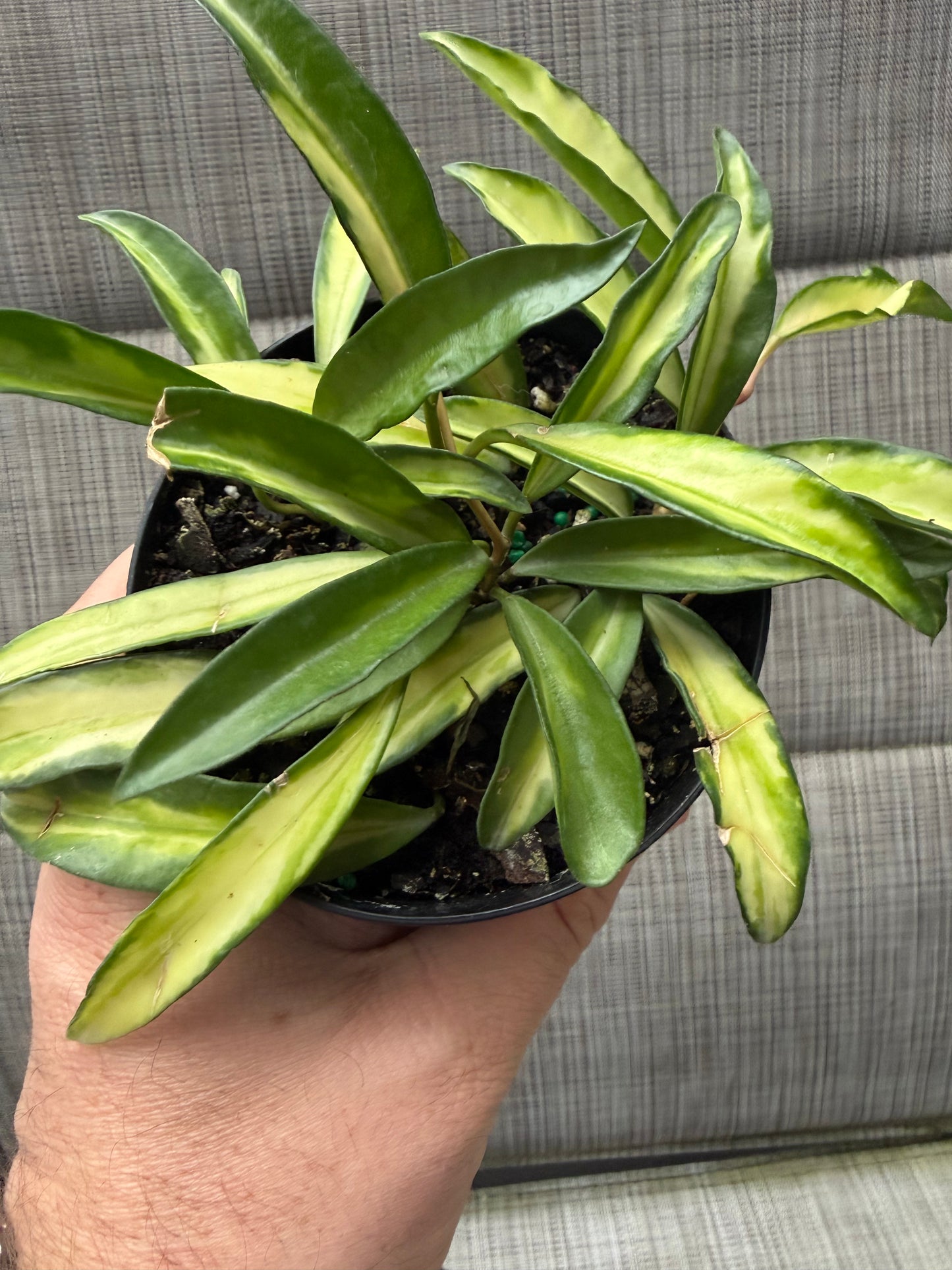 Hoya Wayetti Variegata