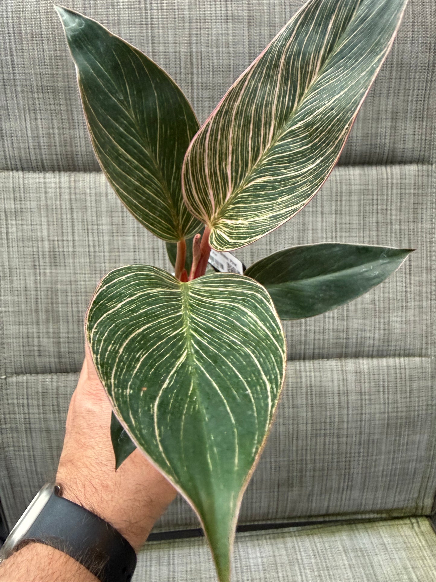 Philodendron Pink Birkin