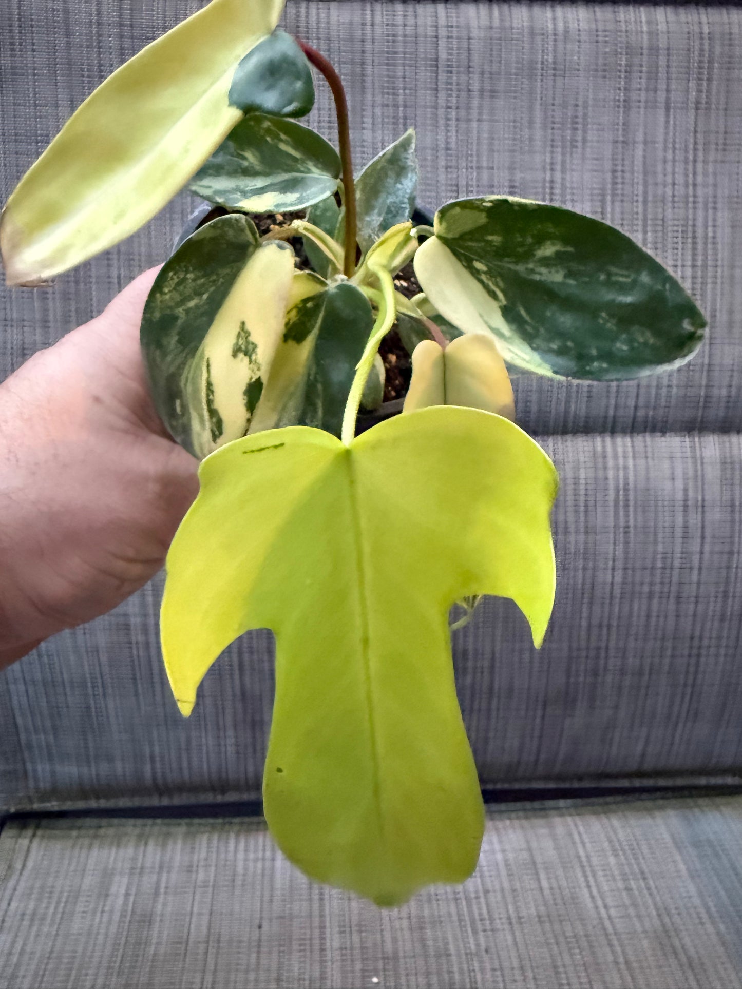 Philodendron Florida Beauty Variegated