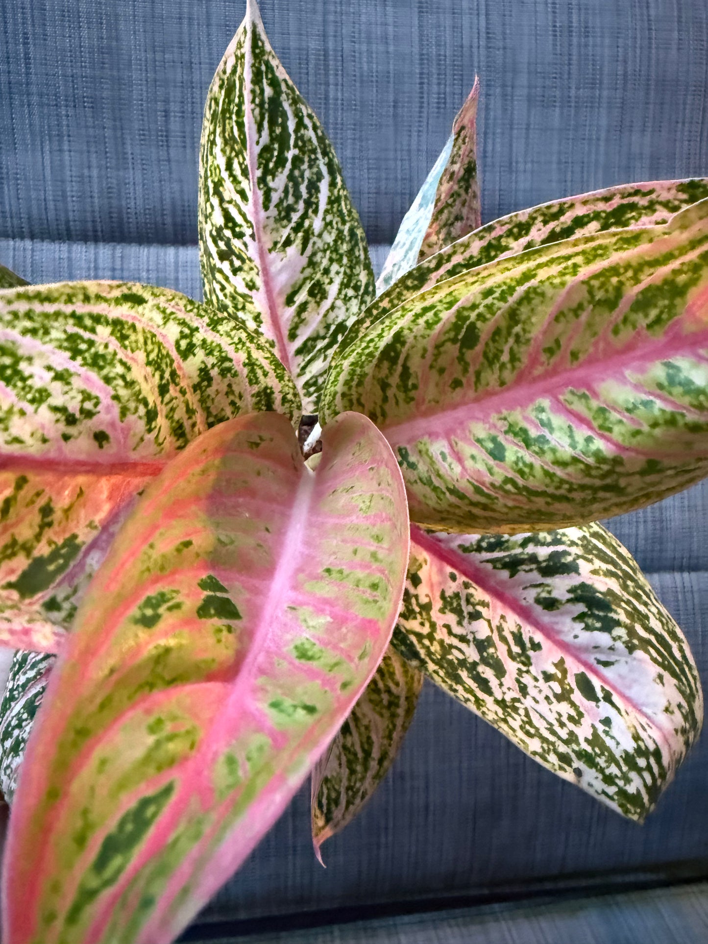 Aglaonema 'Starshining'