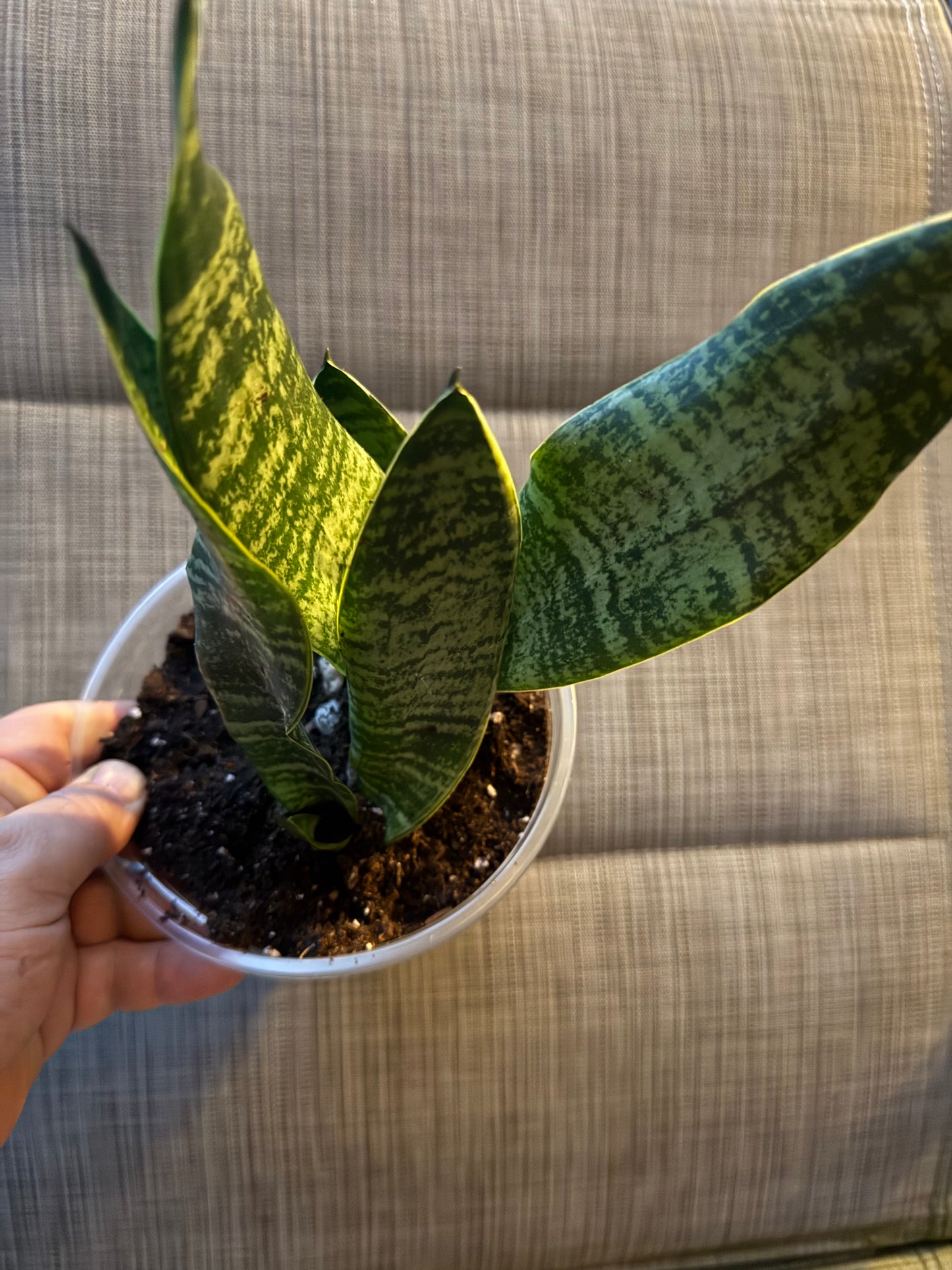 Sansevieria 'Tyler'