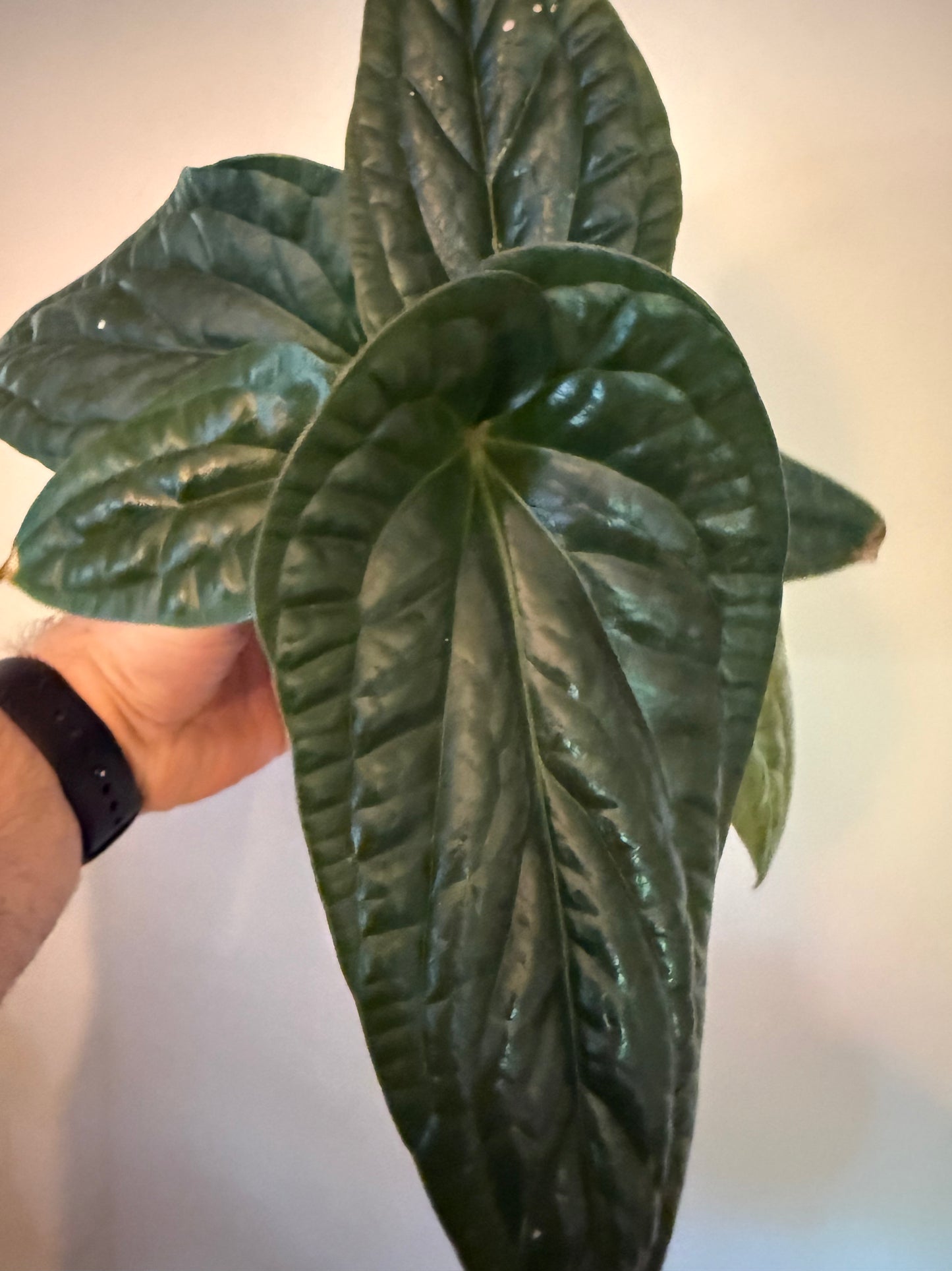 Anthurium luxurians