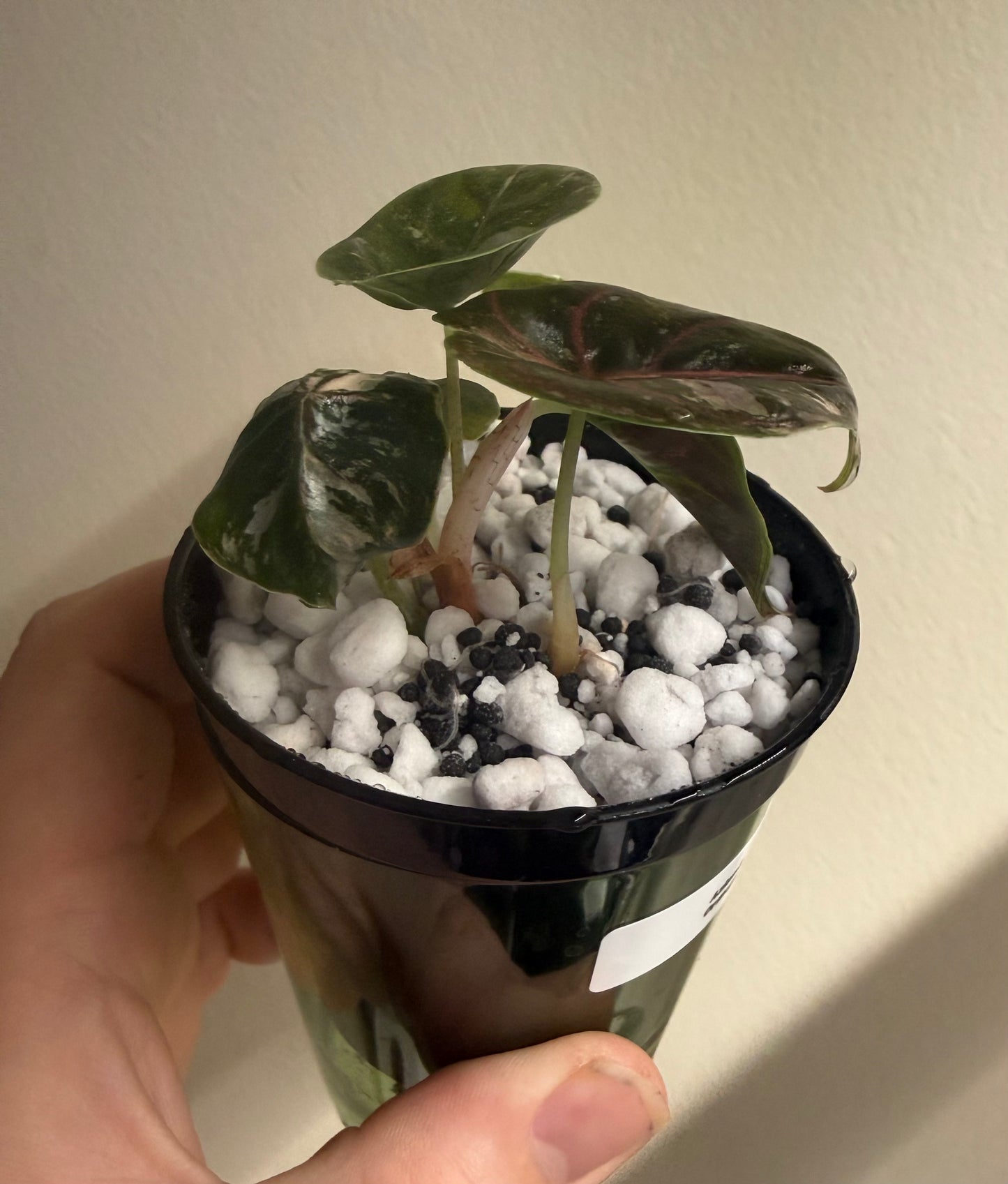 Alocasia Azlanii Orange, photo 3