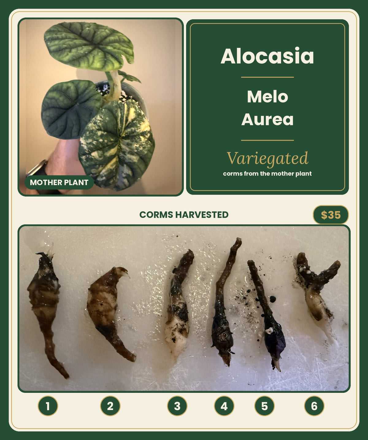 Alocasia Melo Aurea mother plant with 6 numbered corms