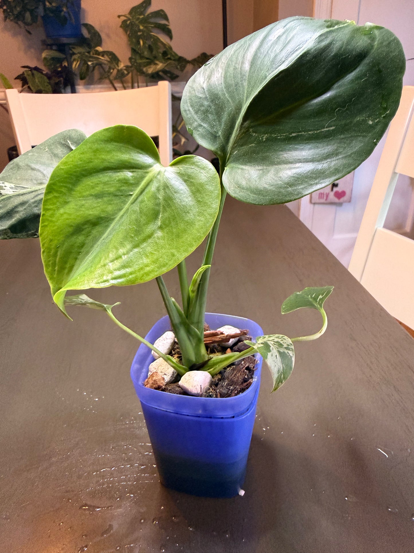 Monstera Bulbasaur