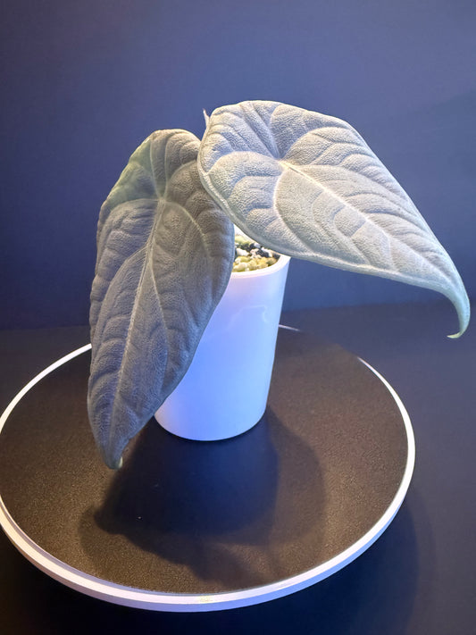 Alocasia Marharani Albo Low Variegated