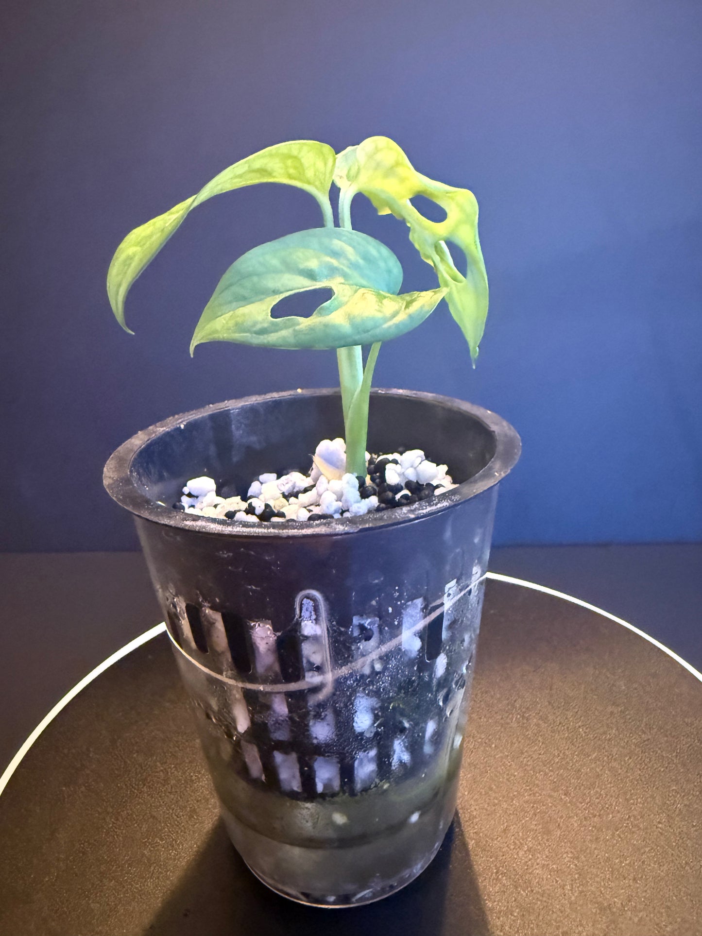 Monstera Adisoni Aurea