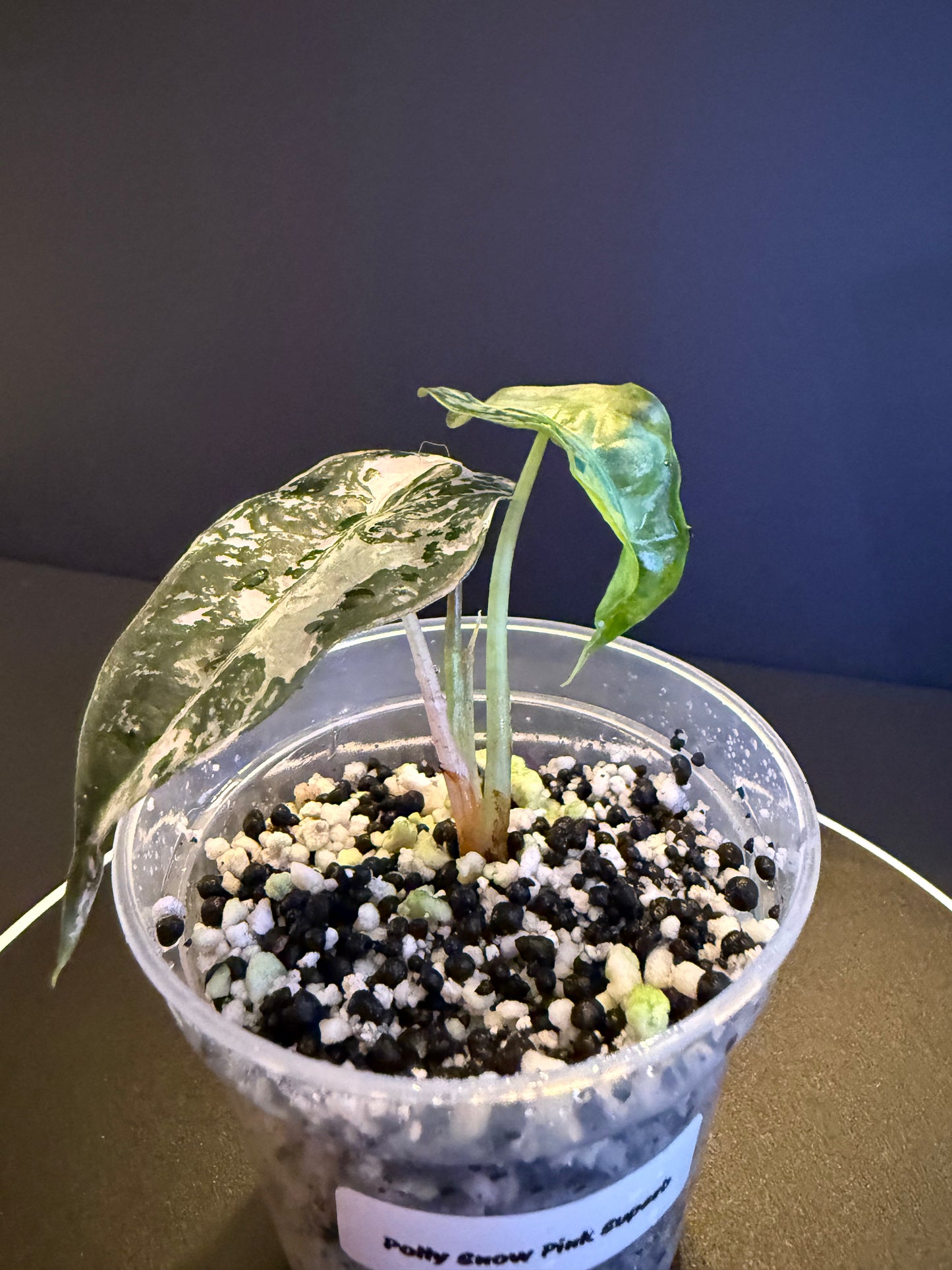 Alocasia Poly Snowflake Superb