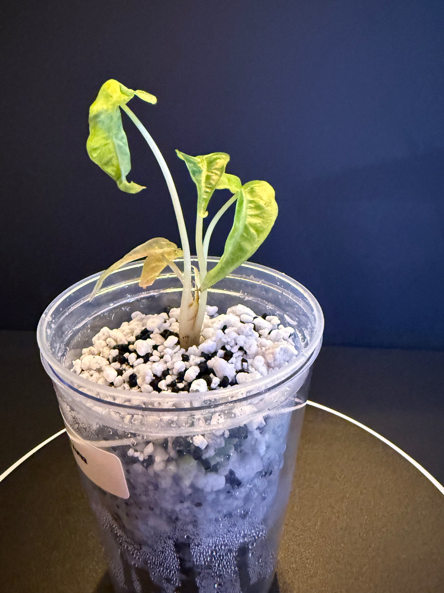 Alocasia Poly Aurea