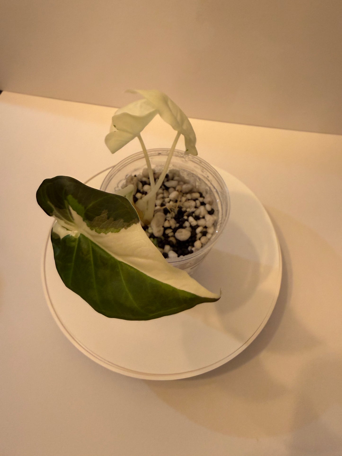 Alocasia Regal Shield Albo Lava